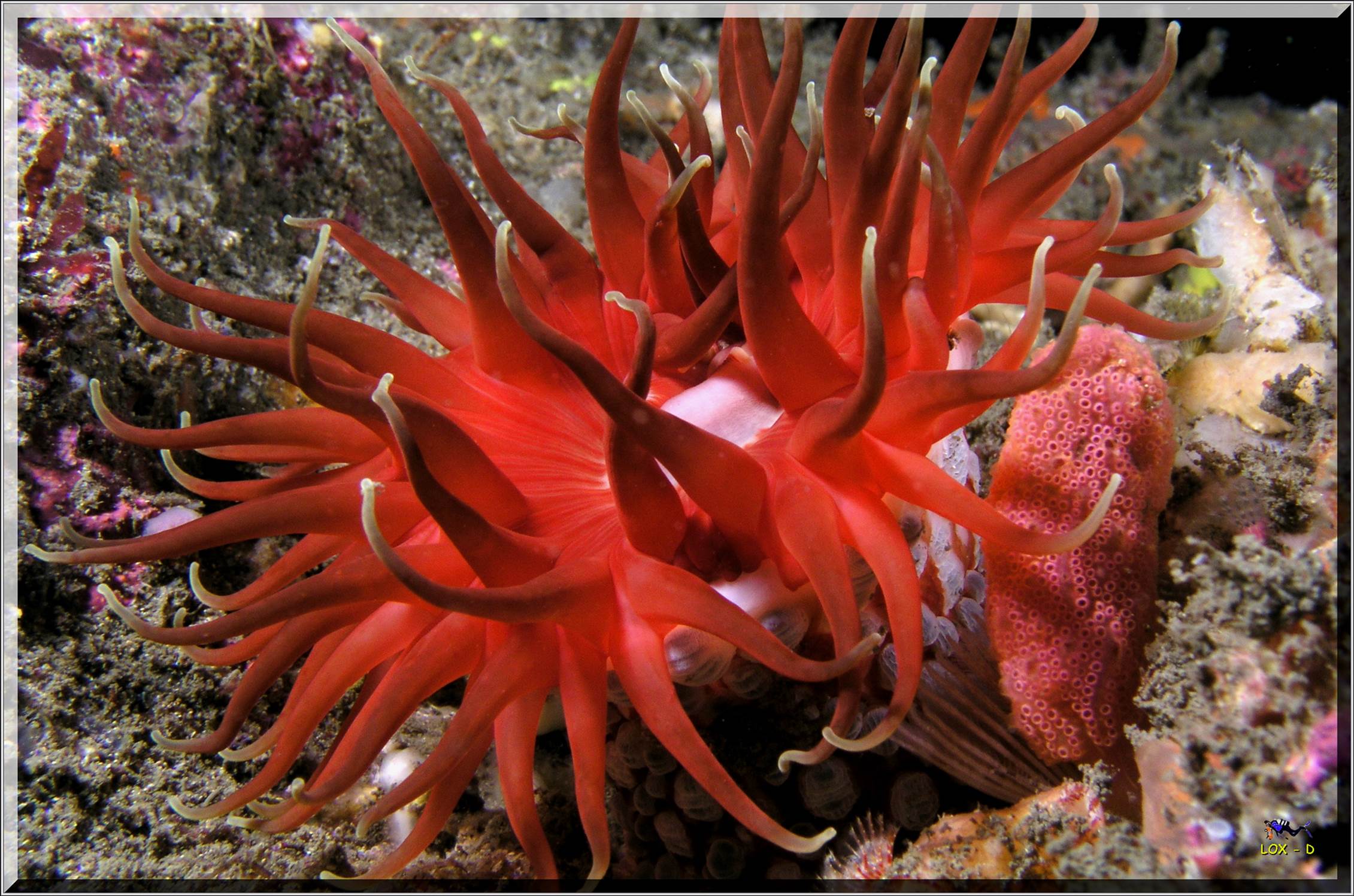 LoxPix Sub-Aqua Image