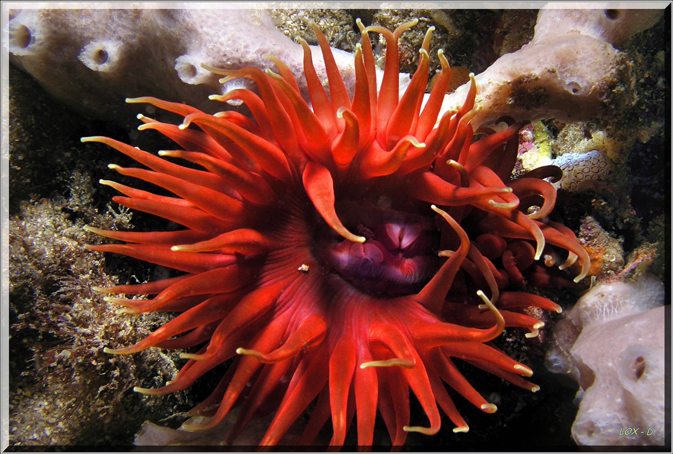 LoxPix Sub-Aqua Image