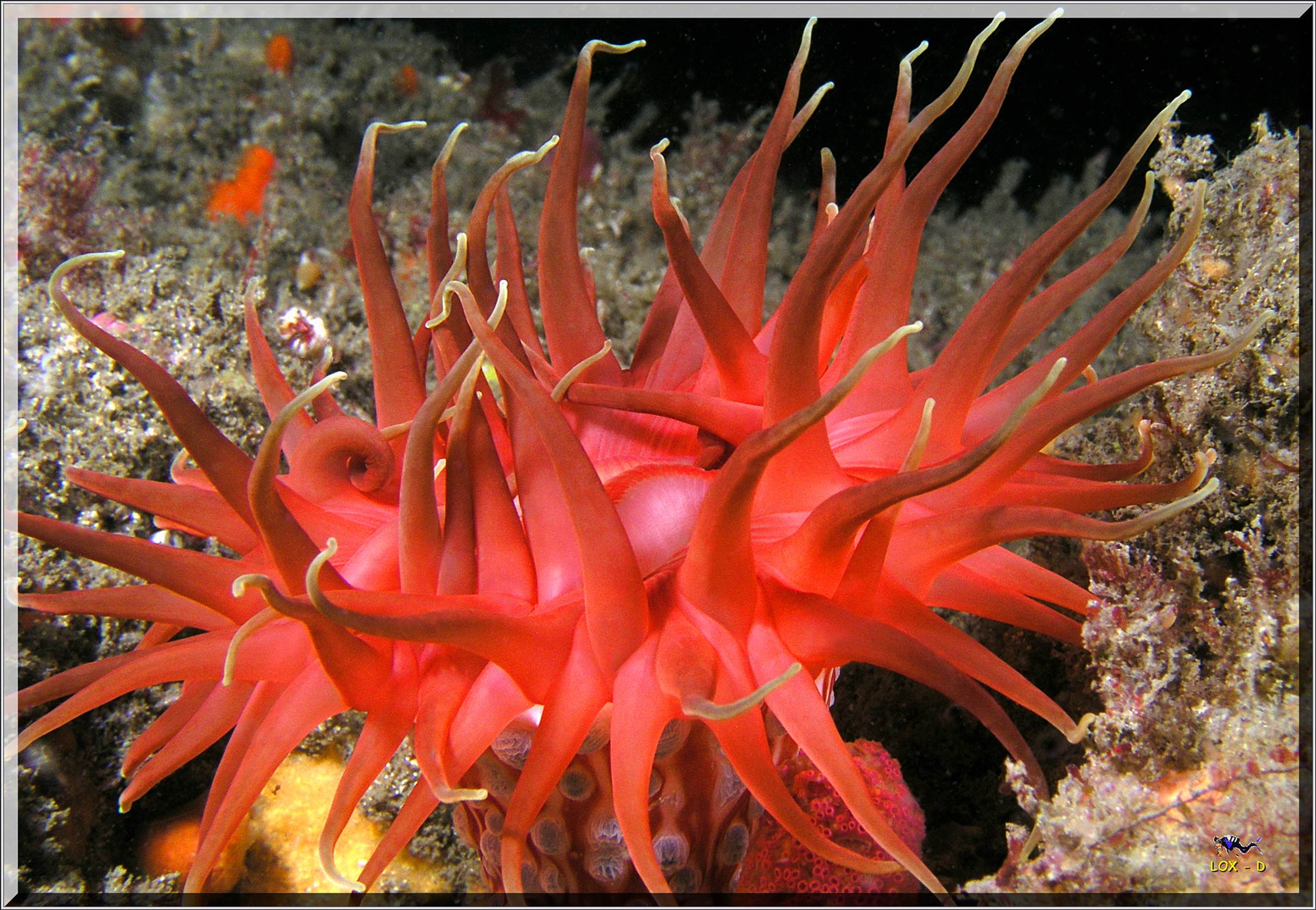 LoxPix Sub-Aqua Image