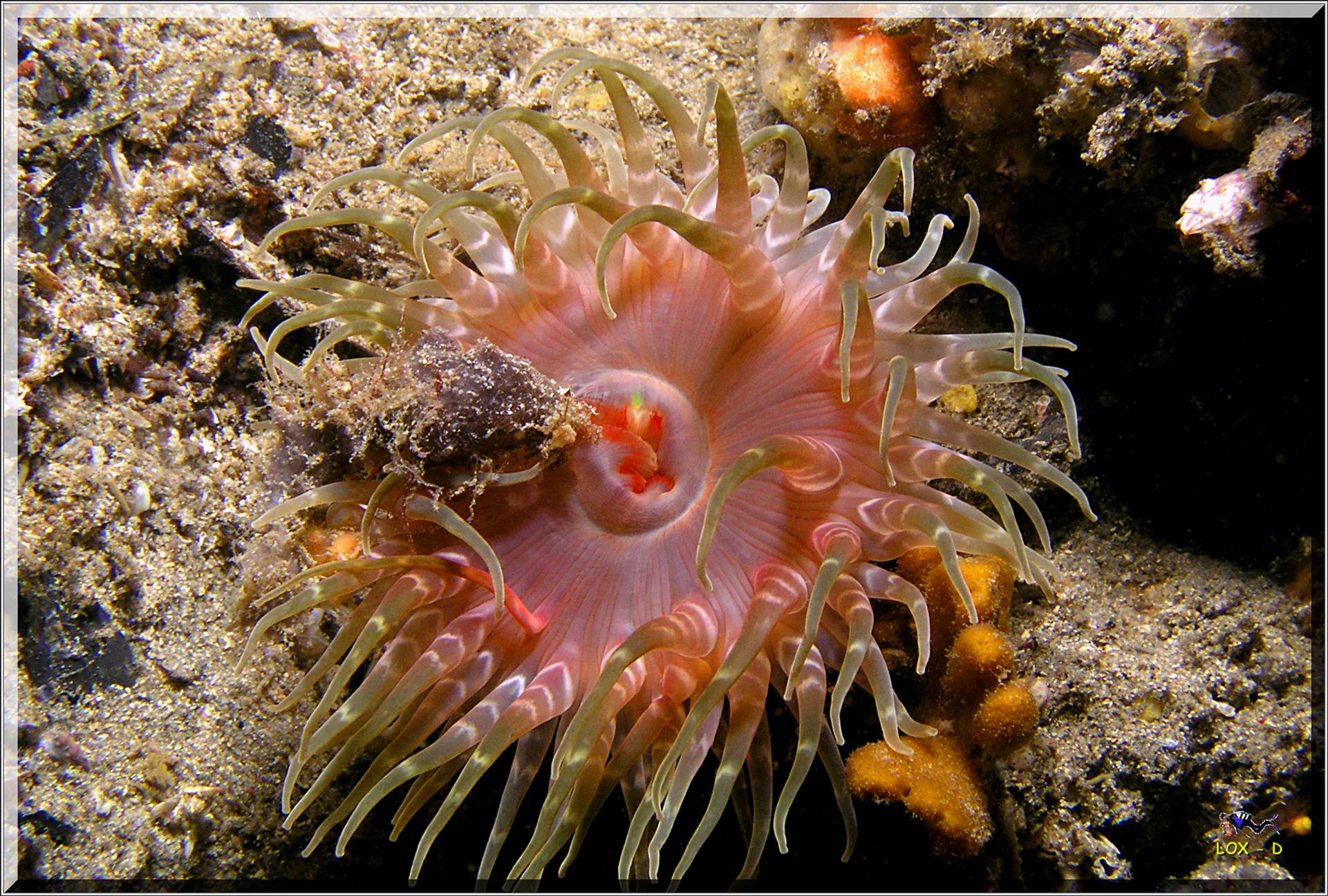 LoxPix Sub-Aqua Image