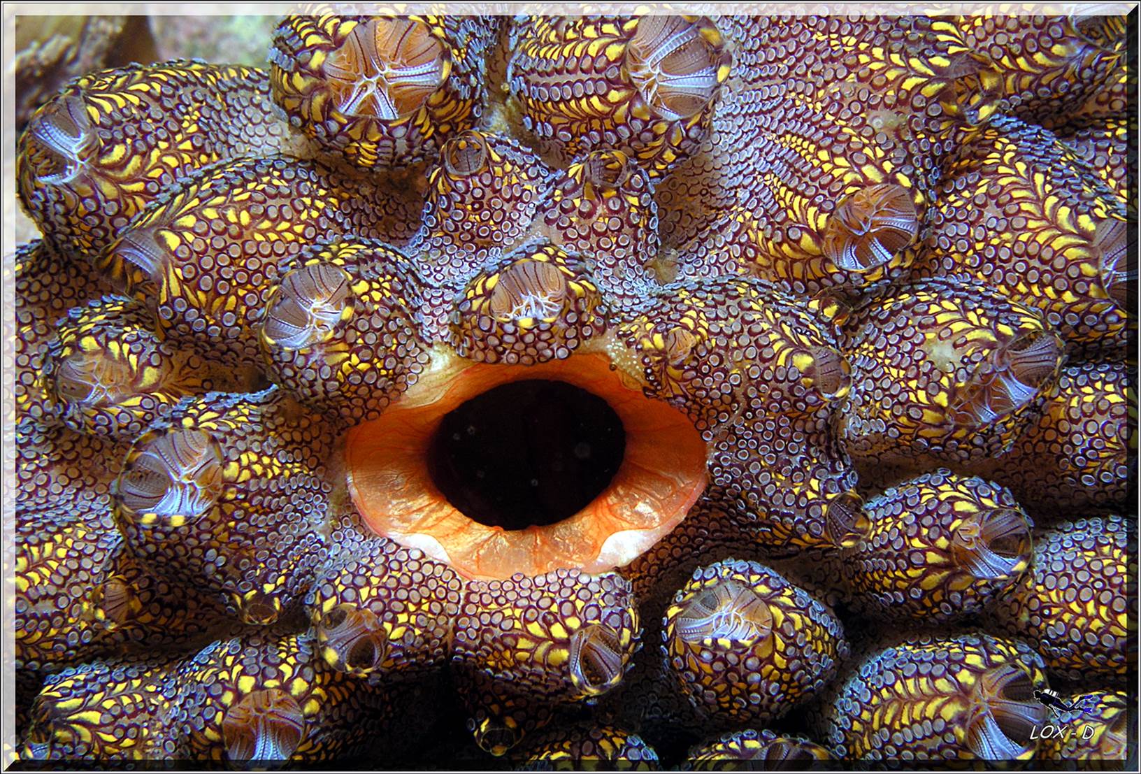 LoxPix Sub-Aqua Image