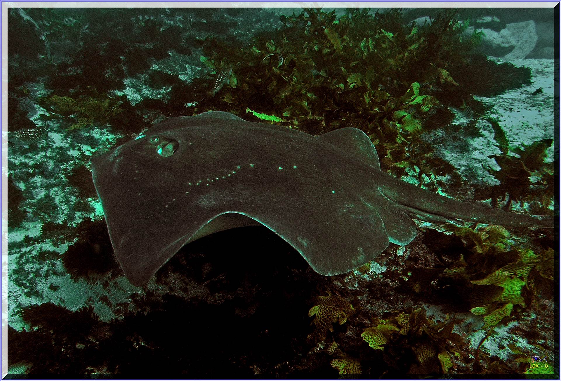 LoxPix Sub-Aqua Image