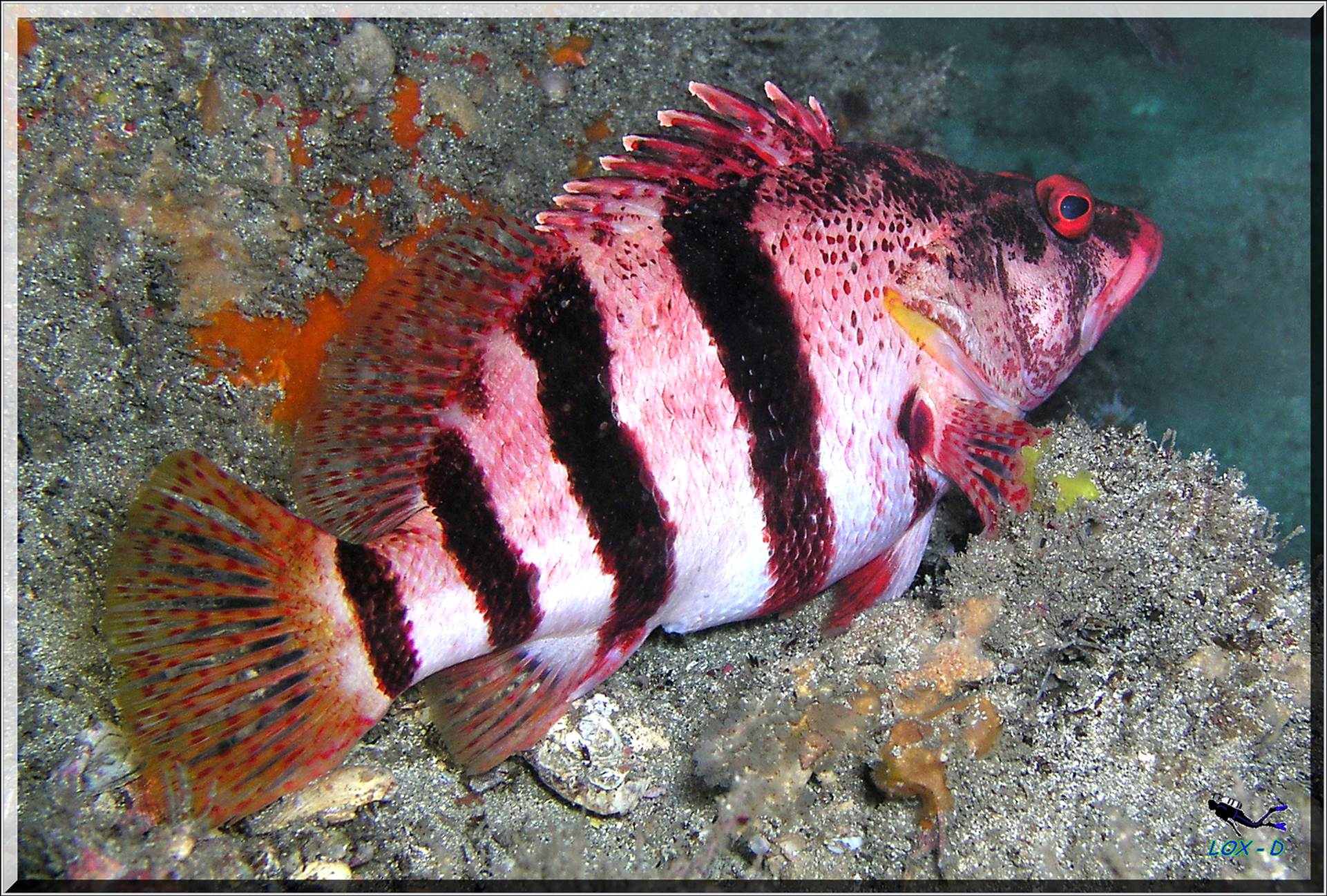 LoxPix Sub-Aqua Image