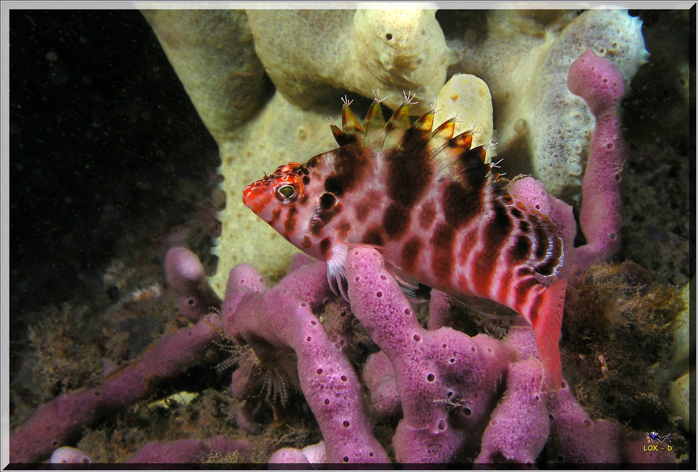 LoxPix Sub-Aqua Image