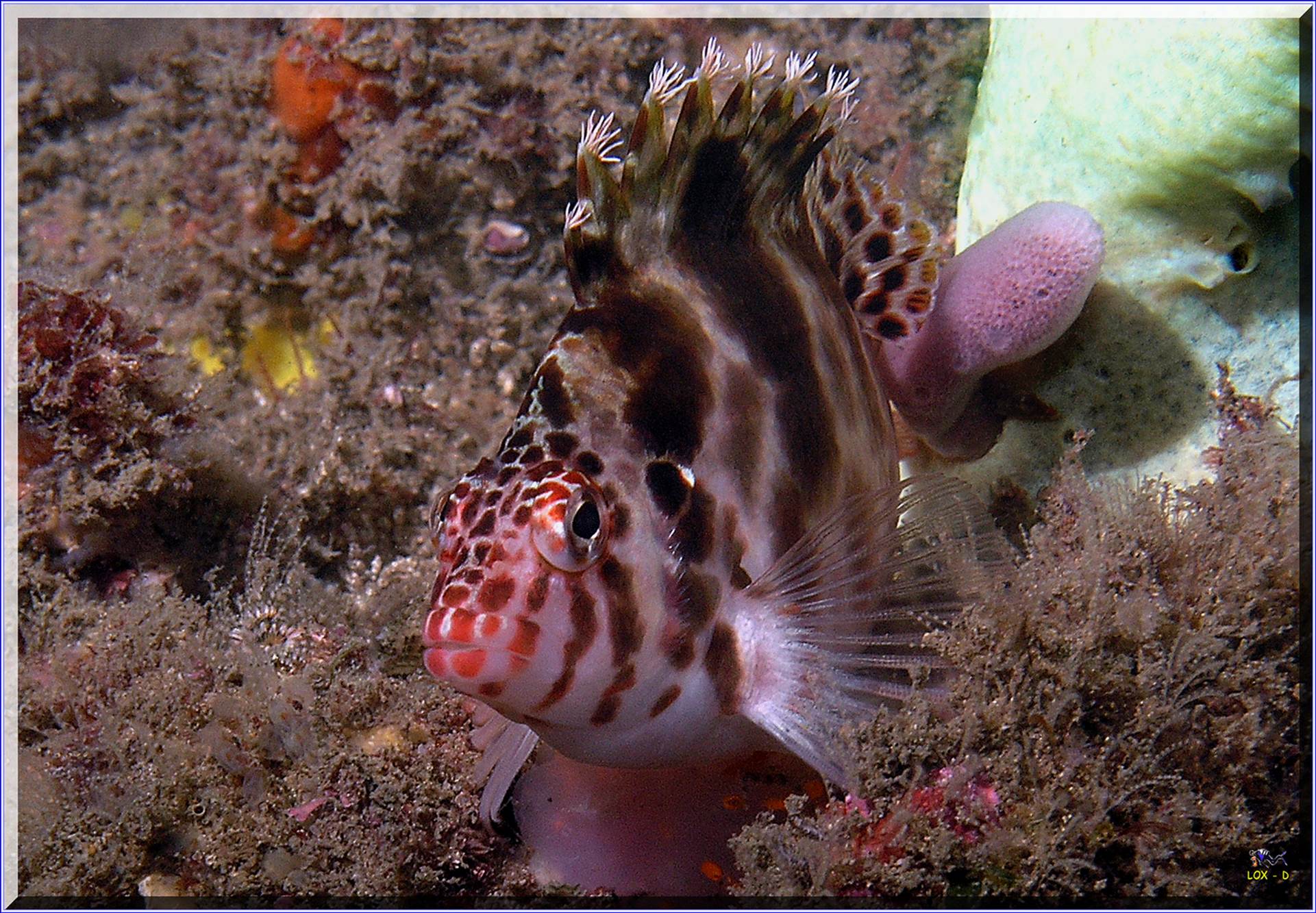 LoxPix Sub-Aqua Image