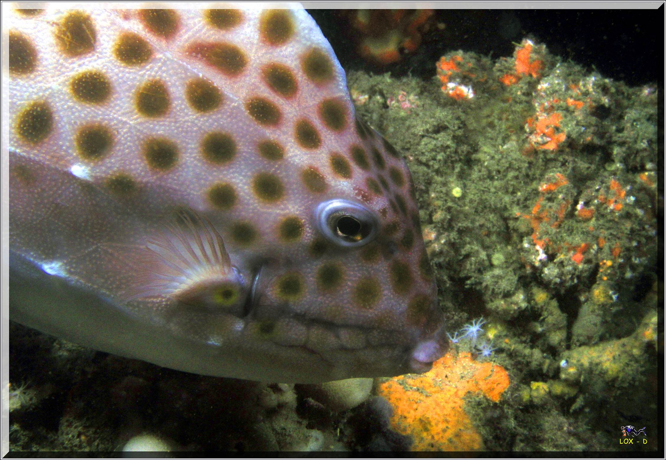 LoxPix Sub-Aqua Image