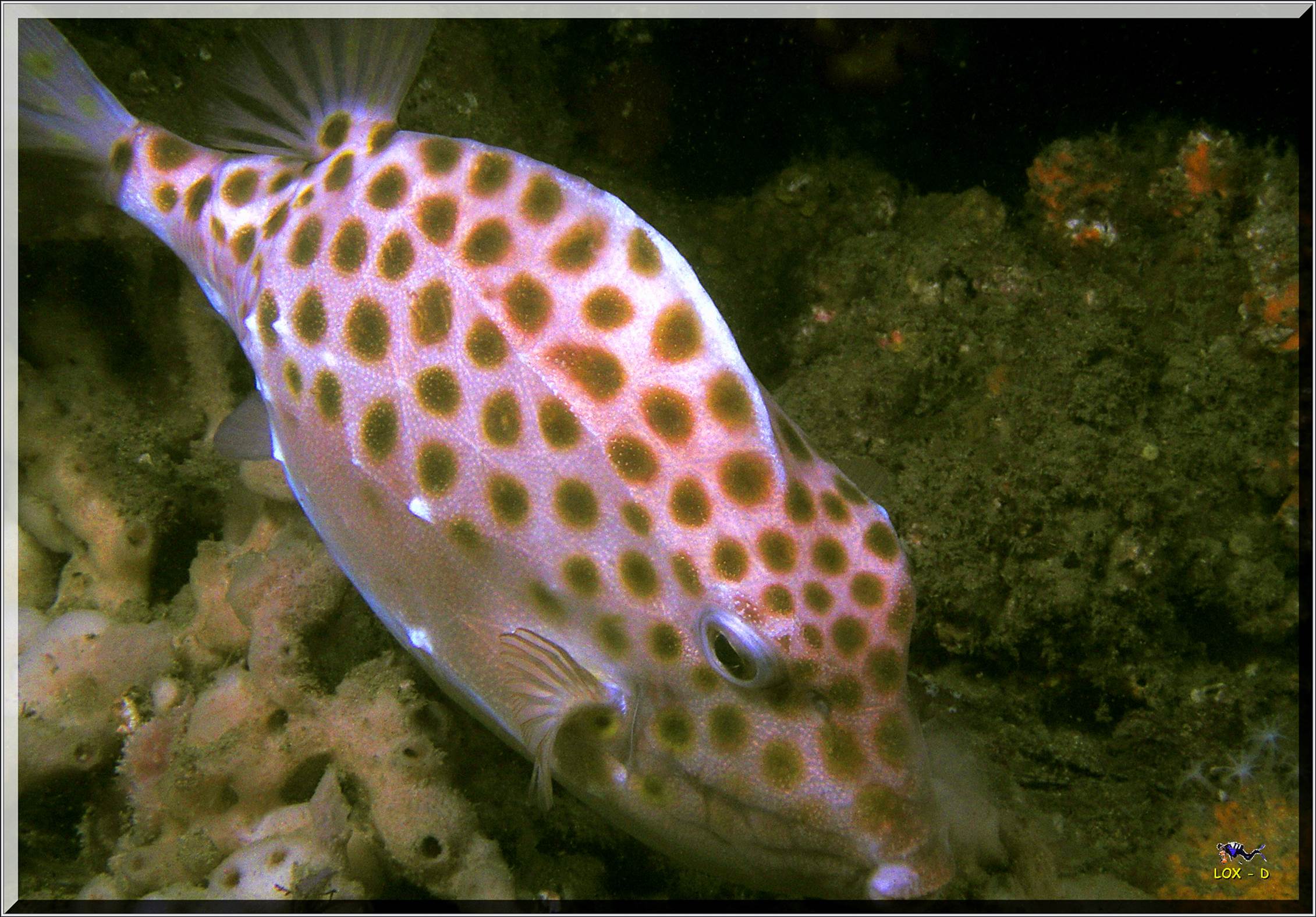 LoxPix Sub-Aqua Image