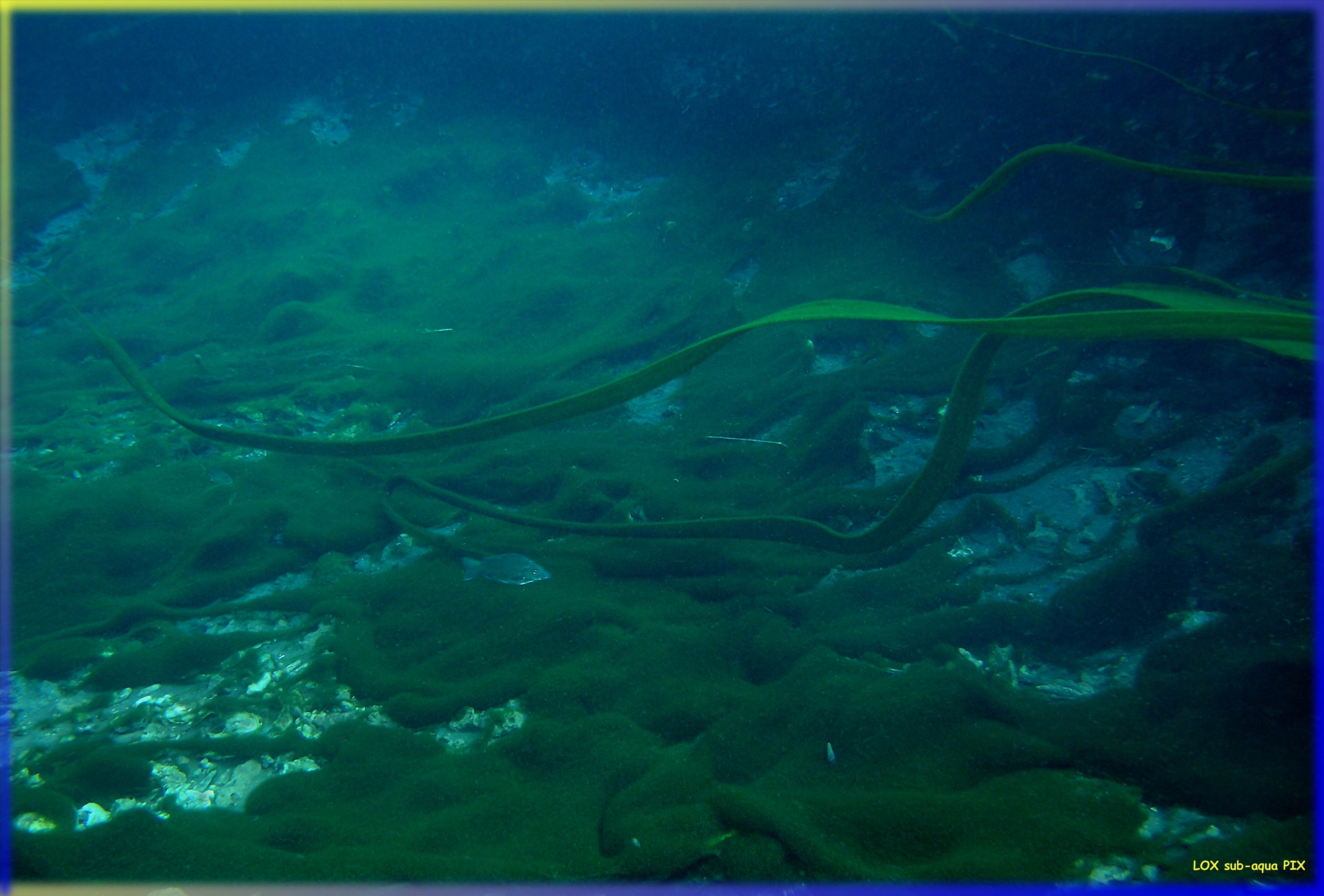 LoxPix Sub-Aqua Image