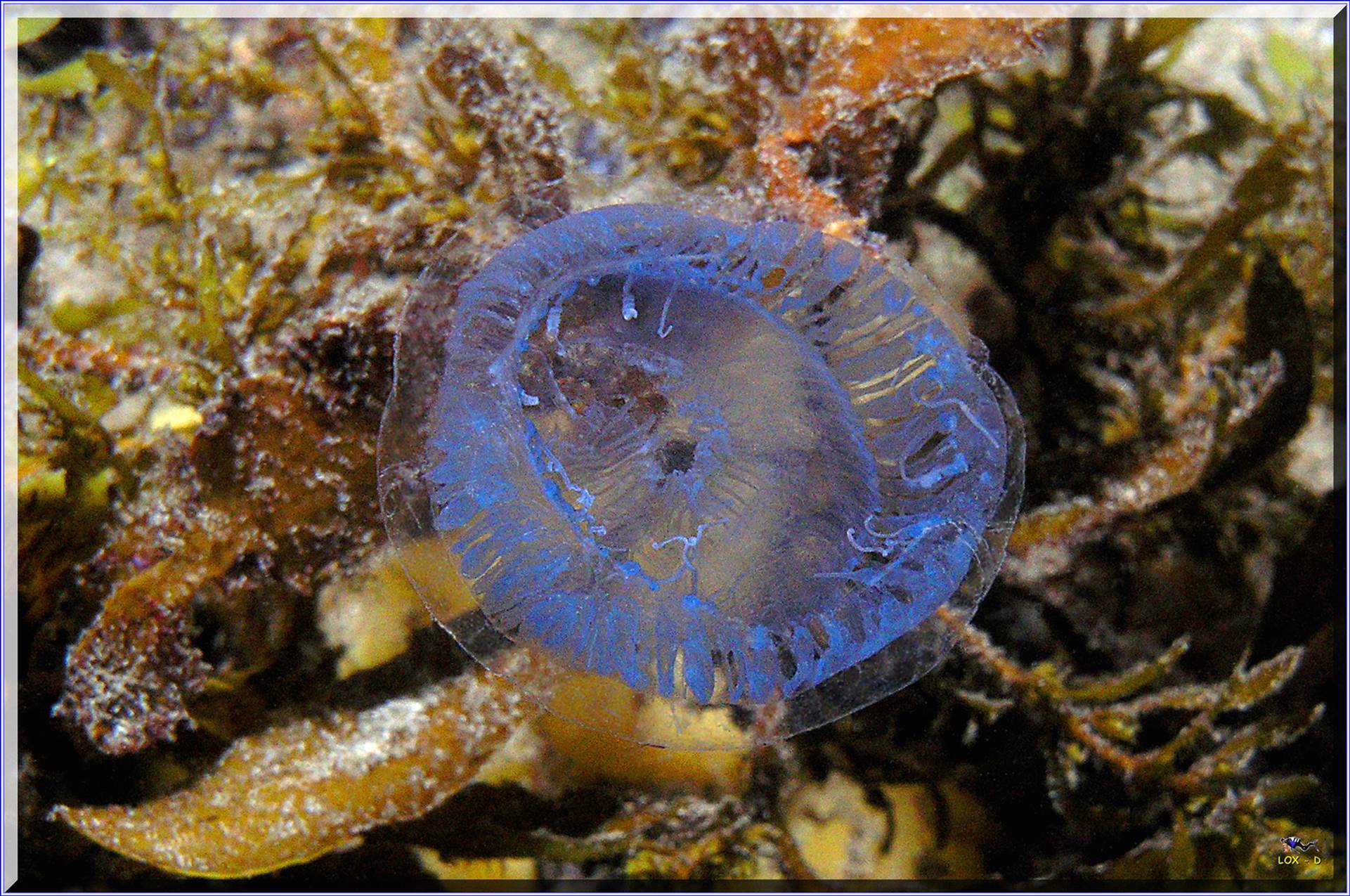 LoxPix Sub-Aqua Image