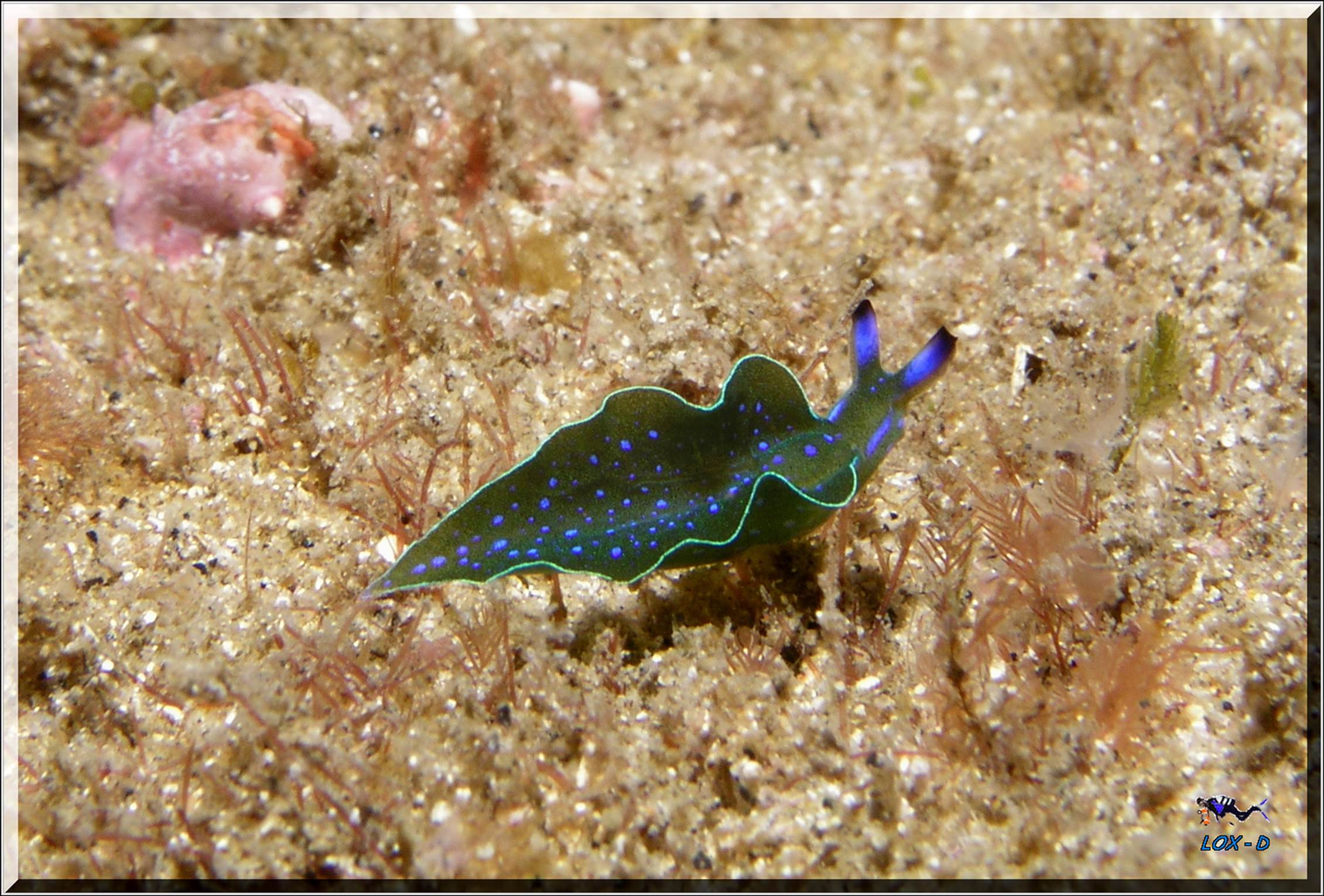 LoxPix Sub-Aqua Image