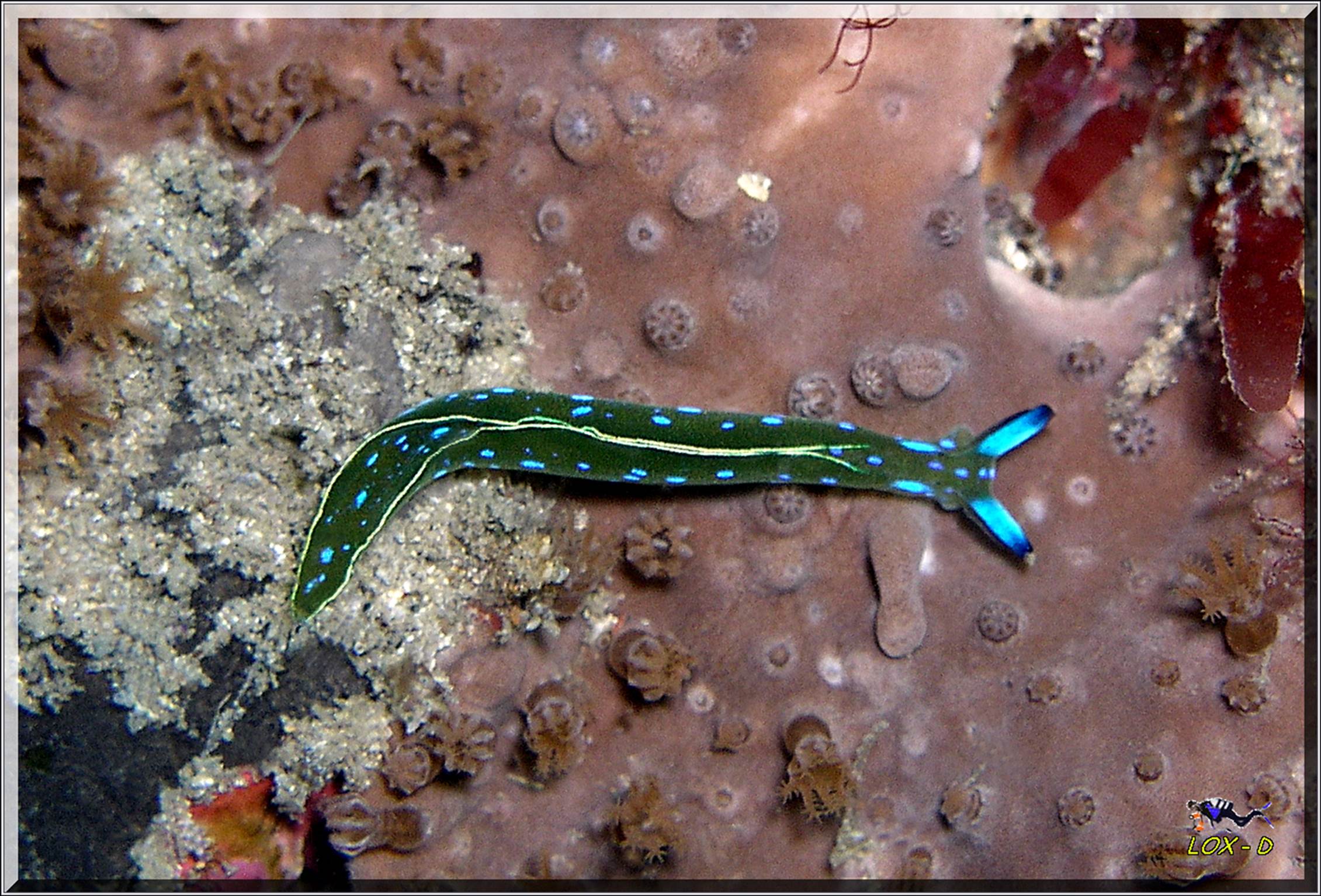 LoxPix Sub-Aqua Image