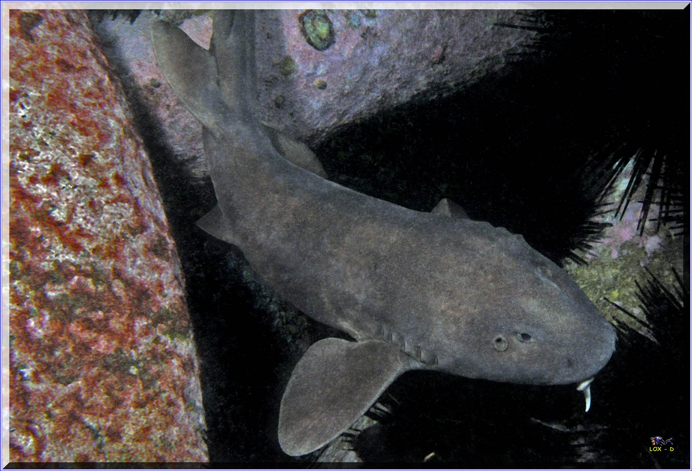 LoxPix Sub-Aqua Image