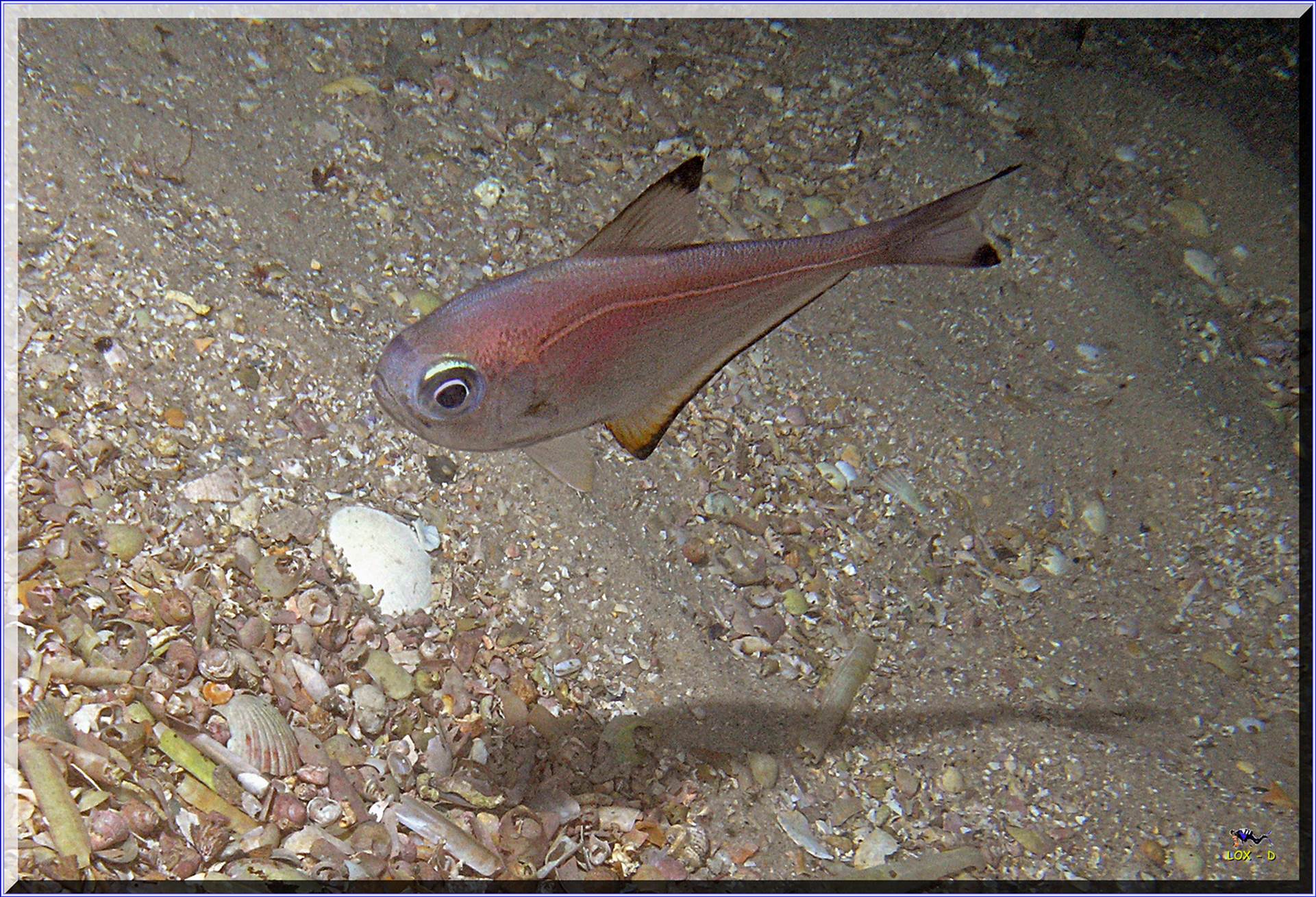 LoxPix Sub-Aqua Image