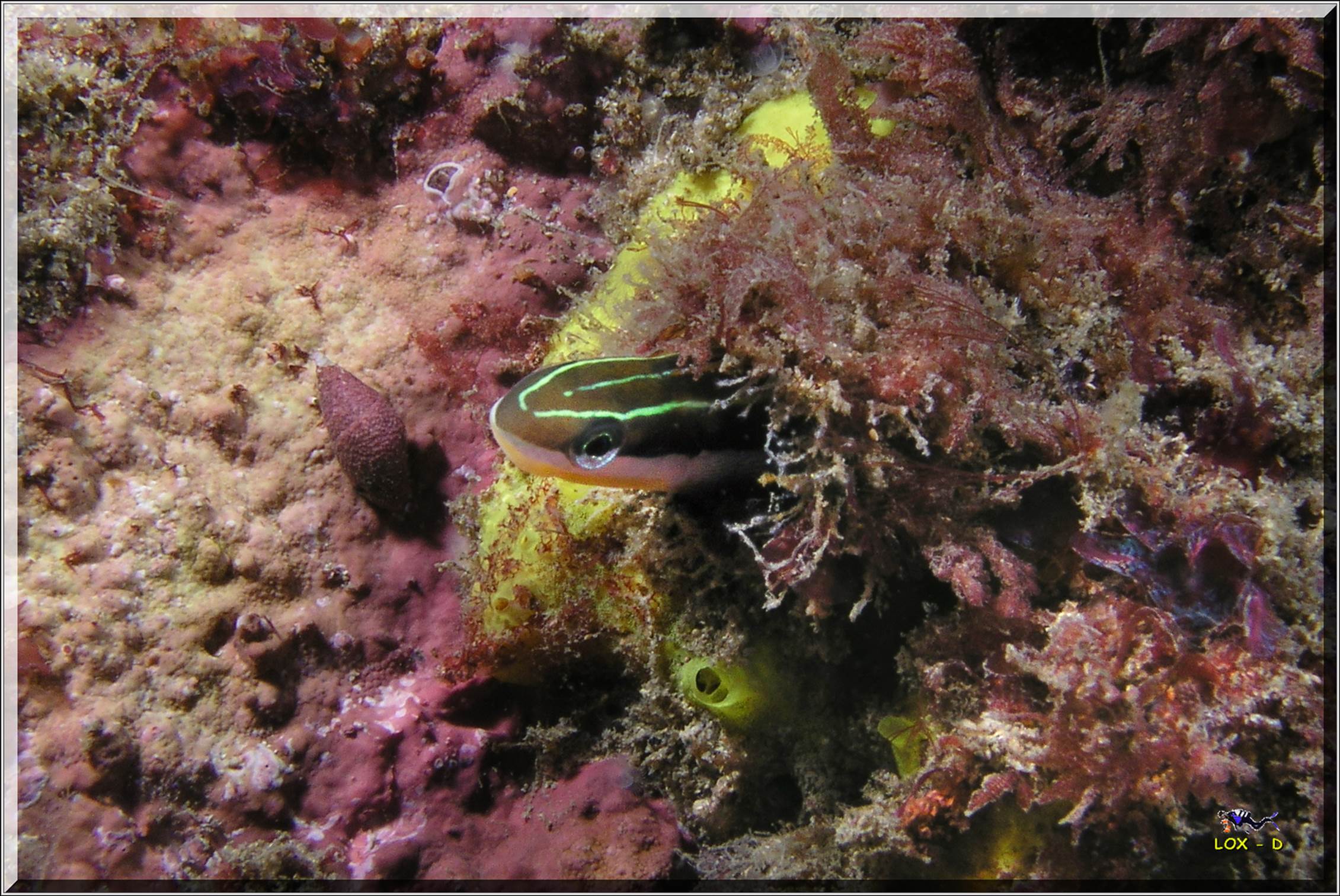 LoxPix Sub-Aqua Image