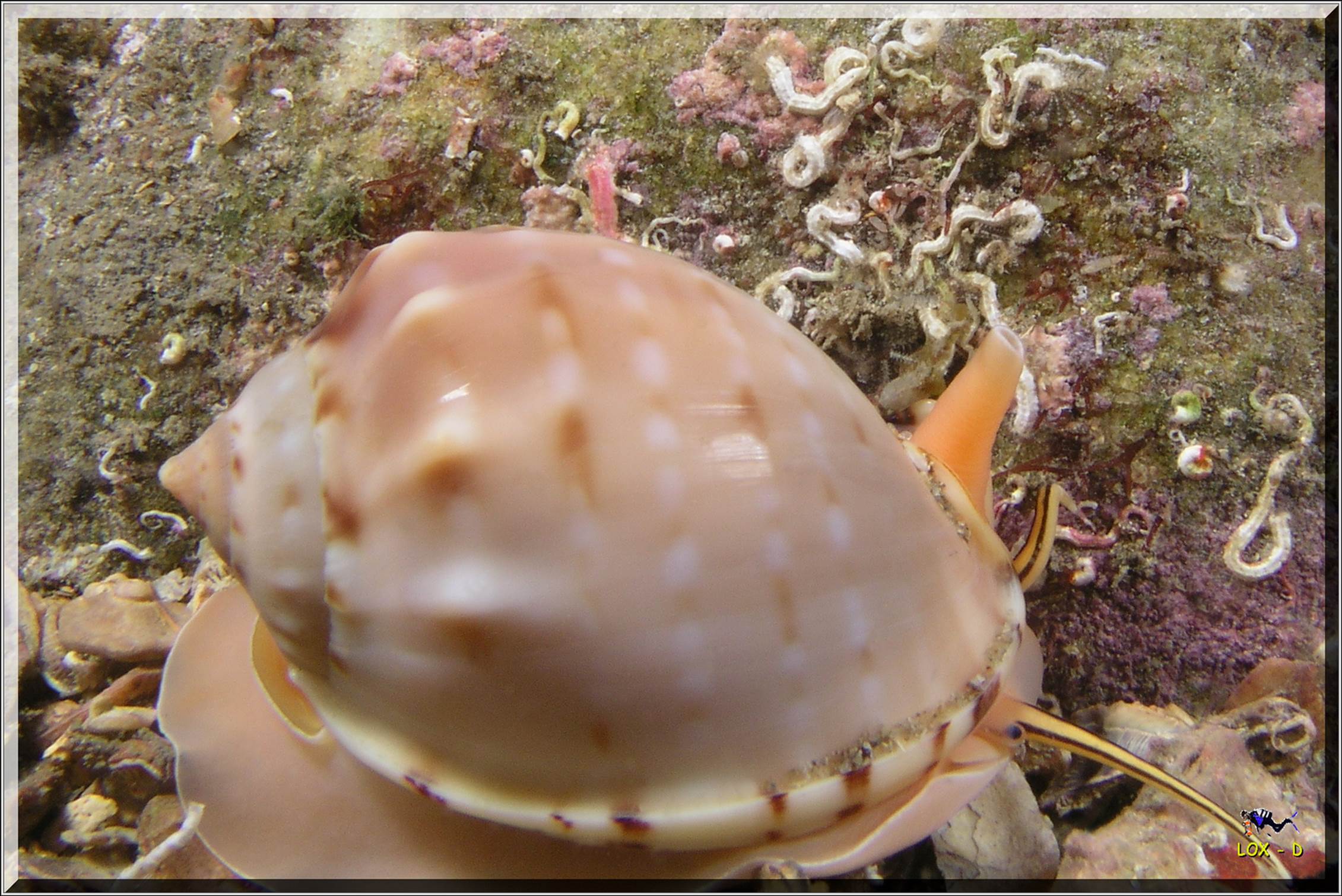 LoxPix Sub-Aqua Image