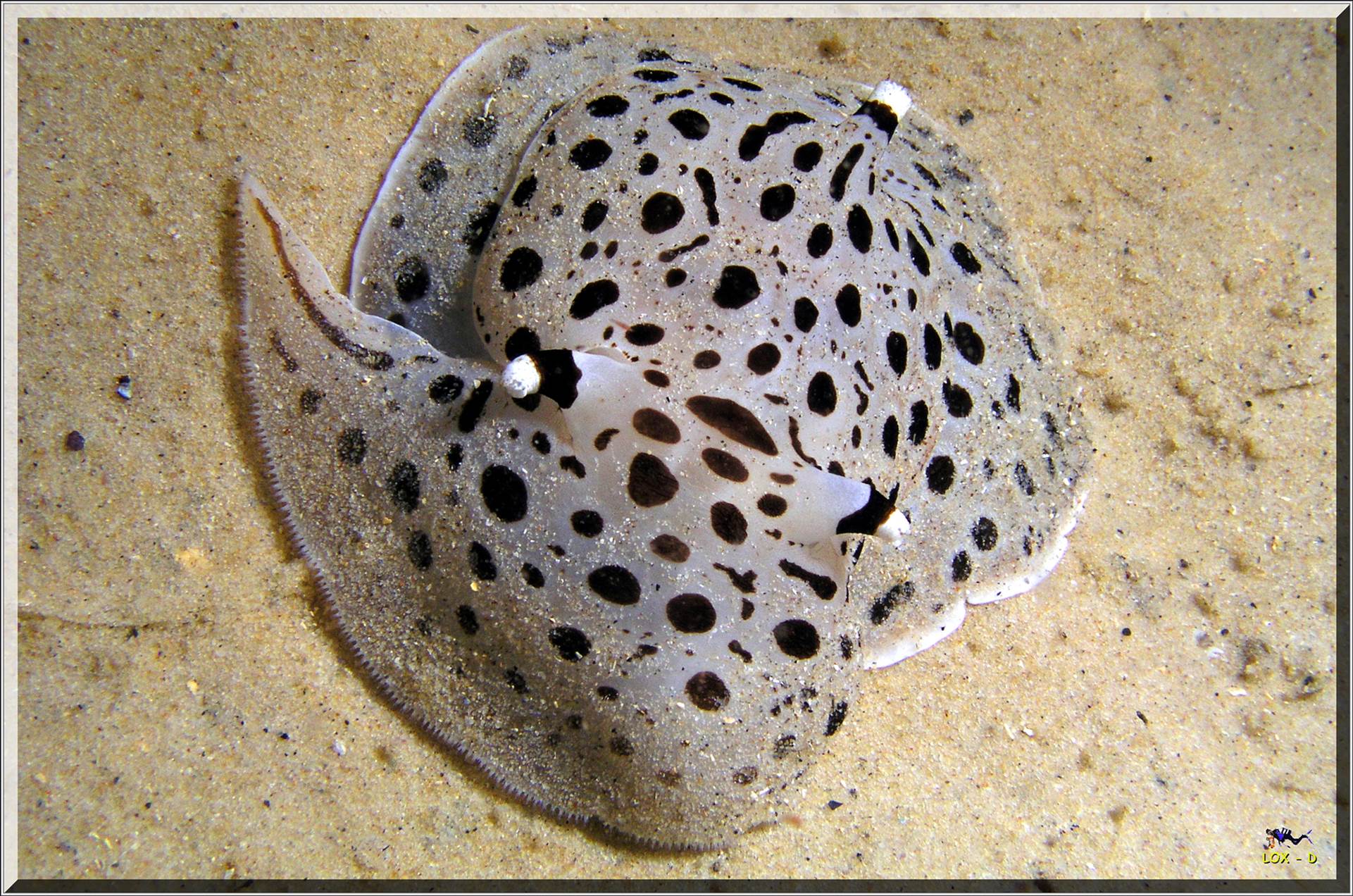 LoxPix Sub-Aqua Image