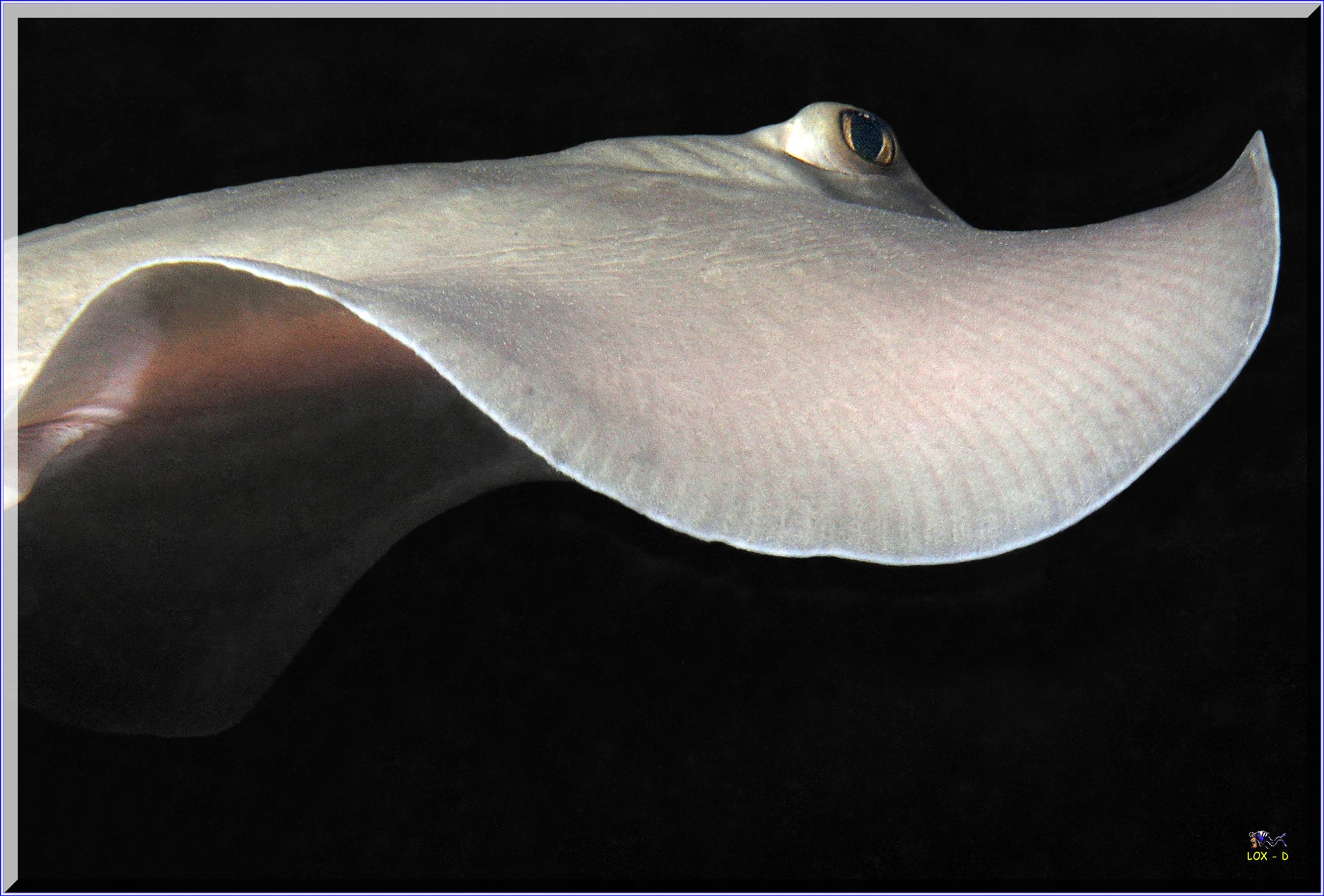 LoxPix Sub-Aqua Image