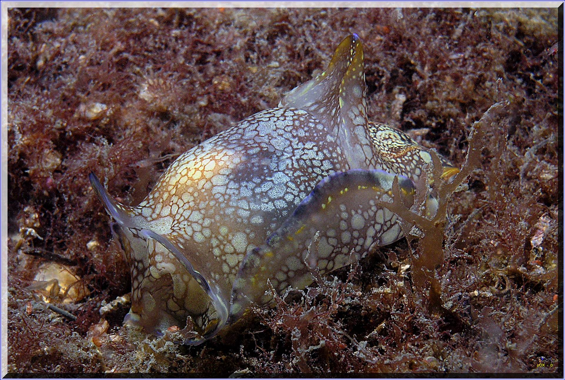 LoxPix Sub-Aqua Image