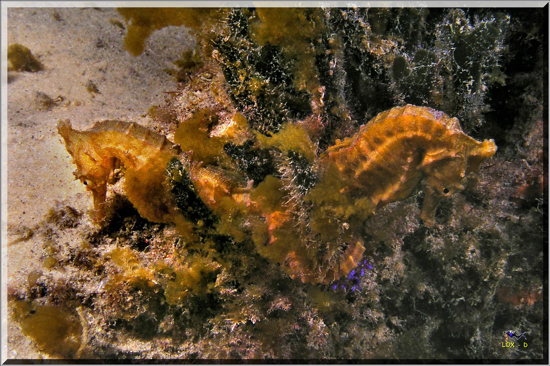 LoxPix Sub-Aqua Image