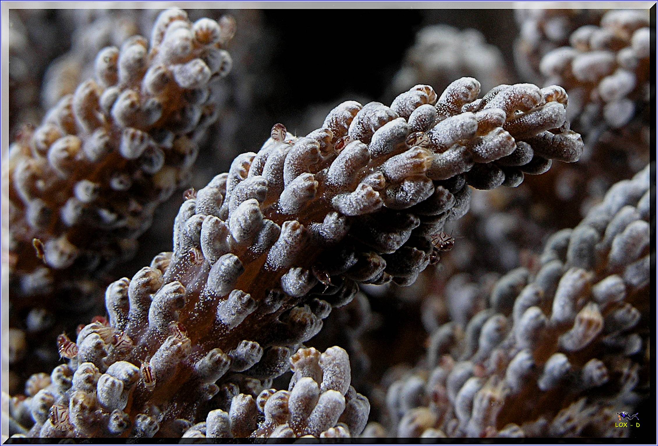 LoxPix Sub-Aqua Image