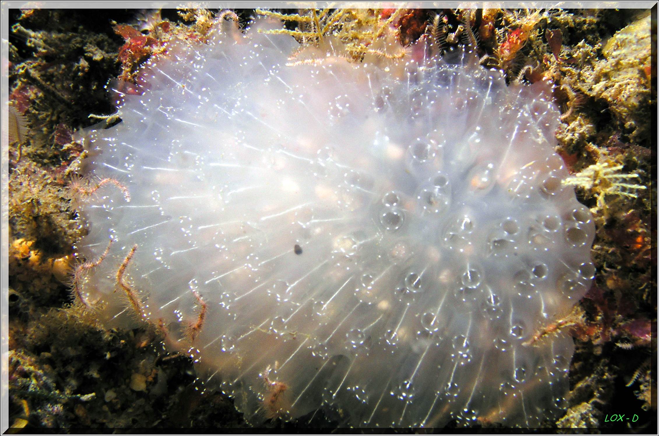 LoxPix Sub-Aqua Image