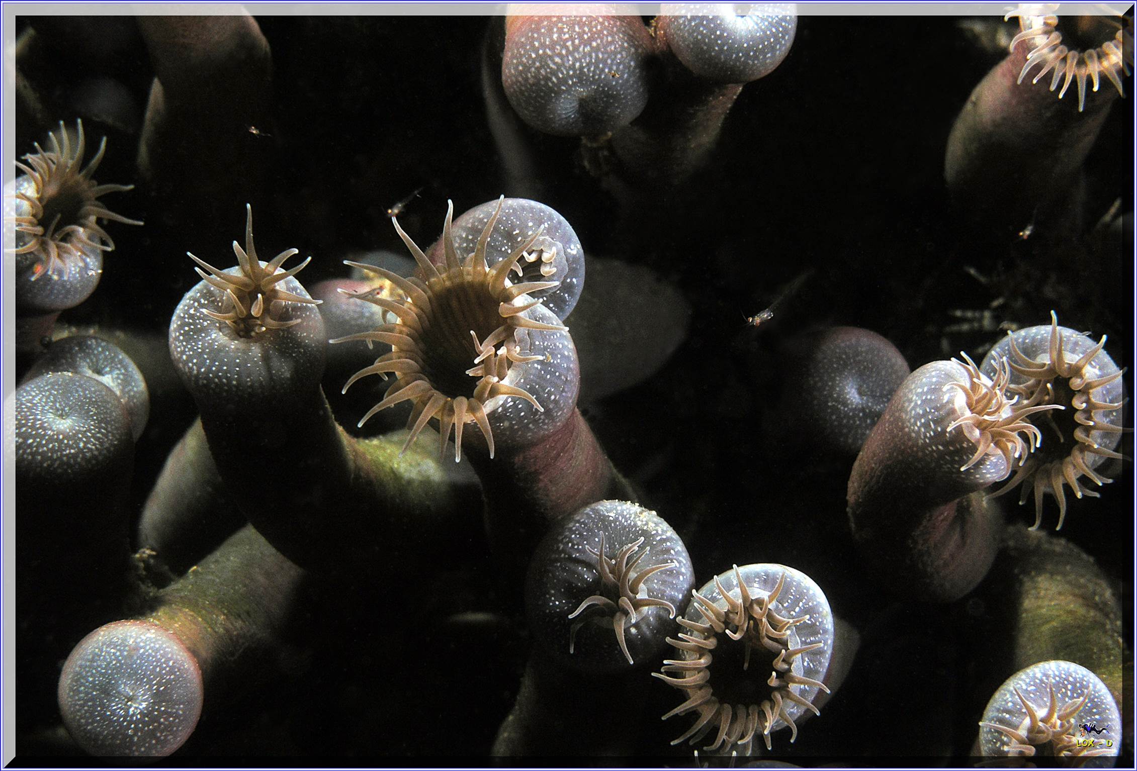 LoxPix Sub-Aqua Image