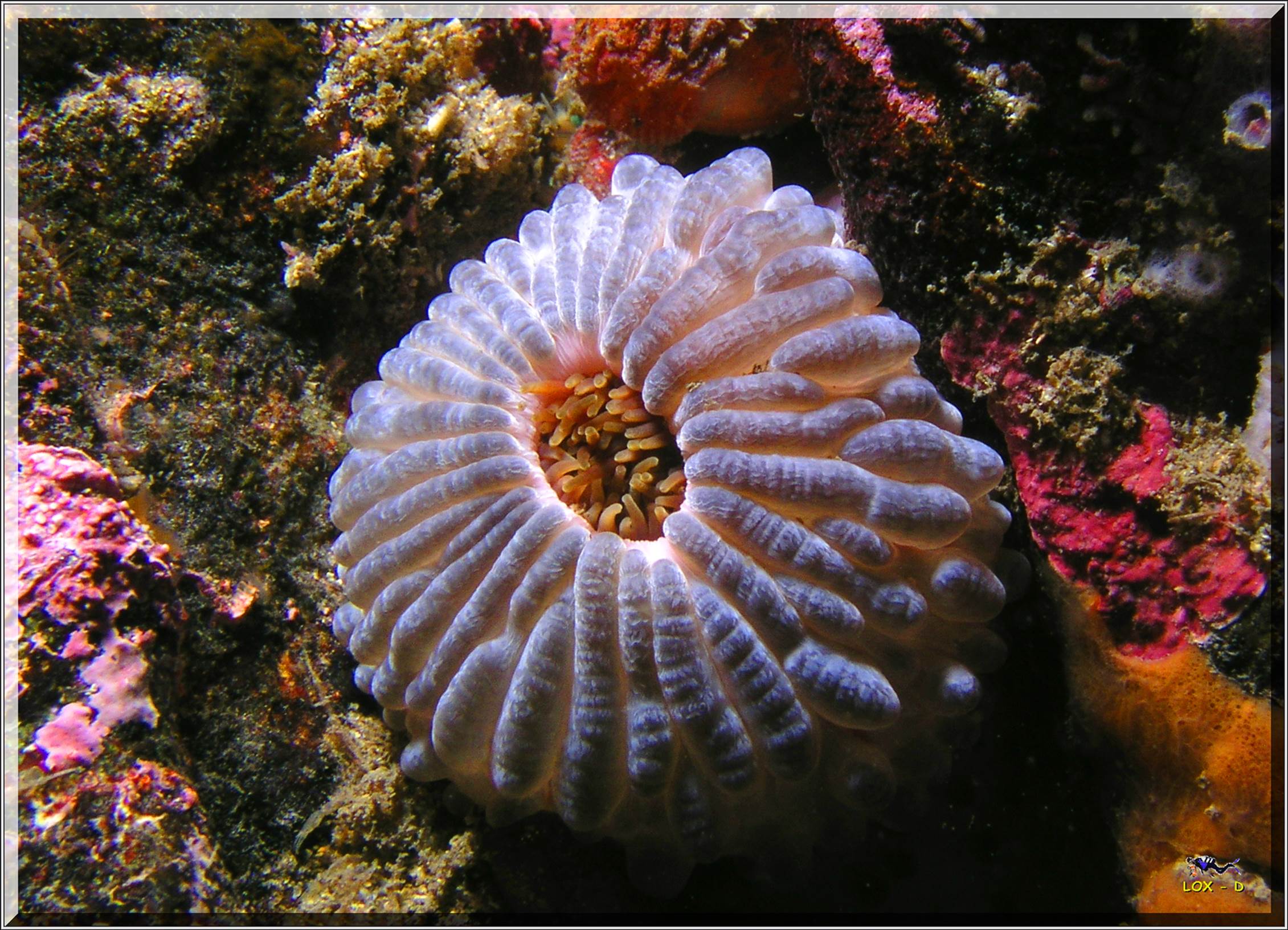 LoxPix Sub-Aqua Image