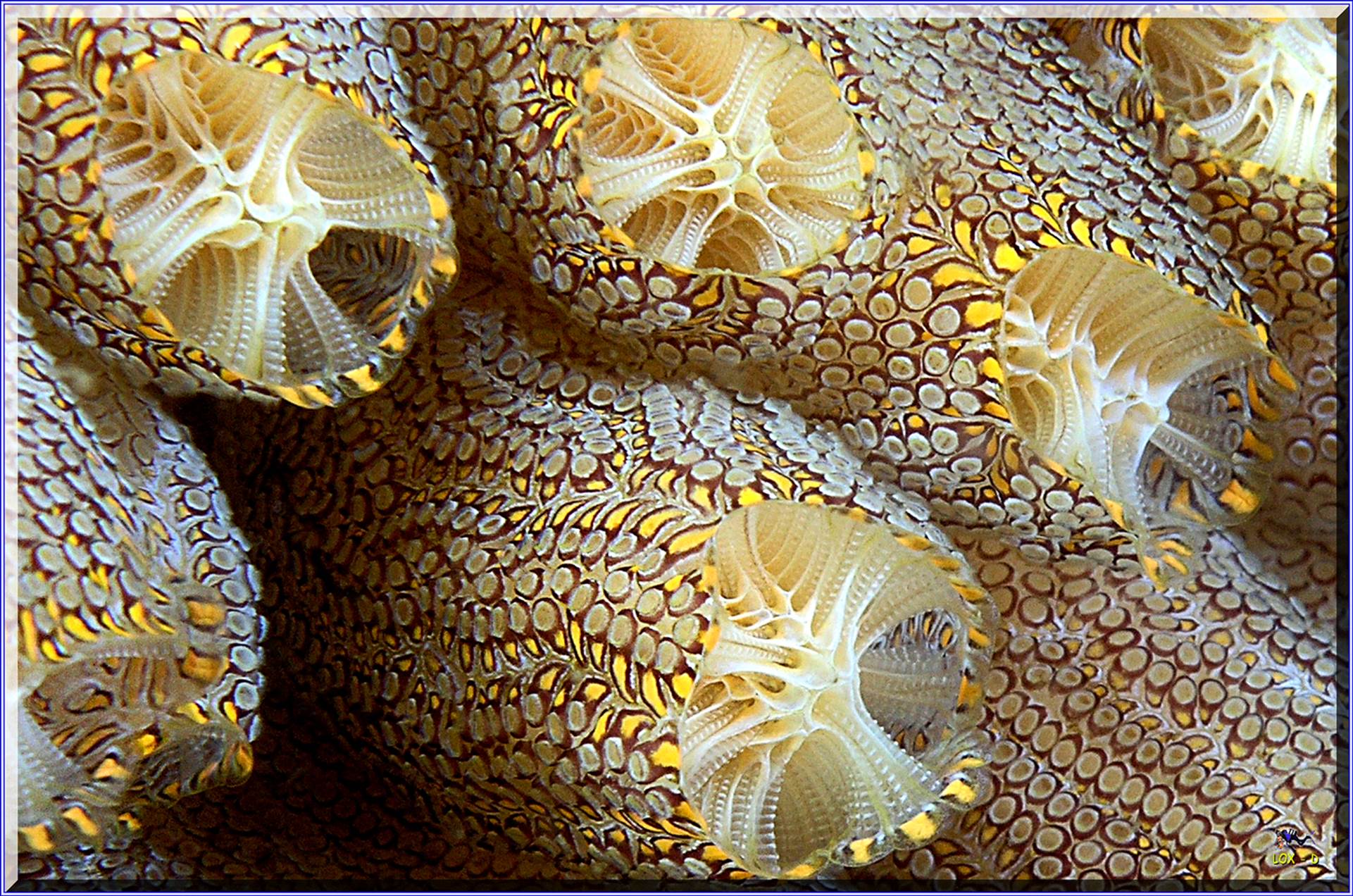 LoxPix Sub-Aqua Image