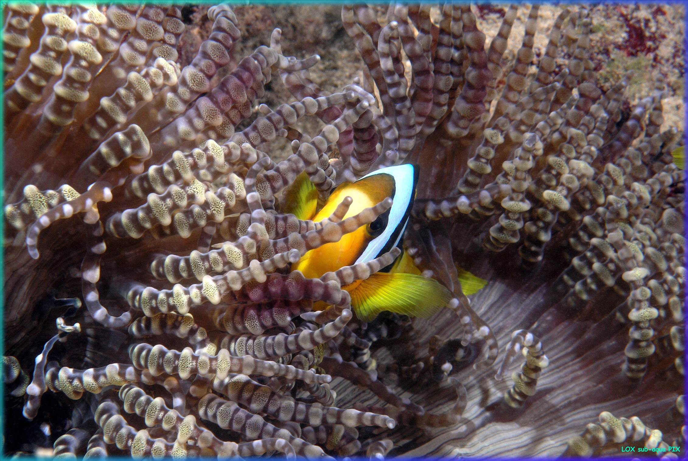 LoxPix Sub-Aqua Image