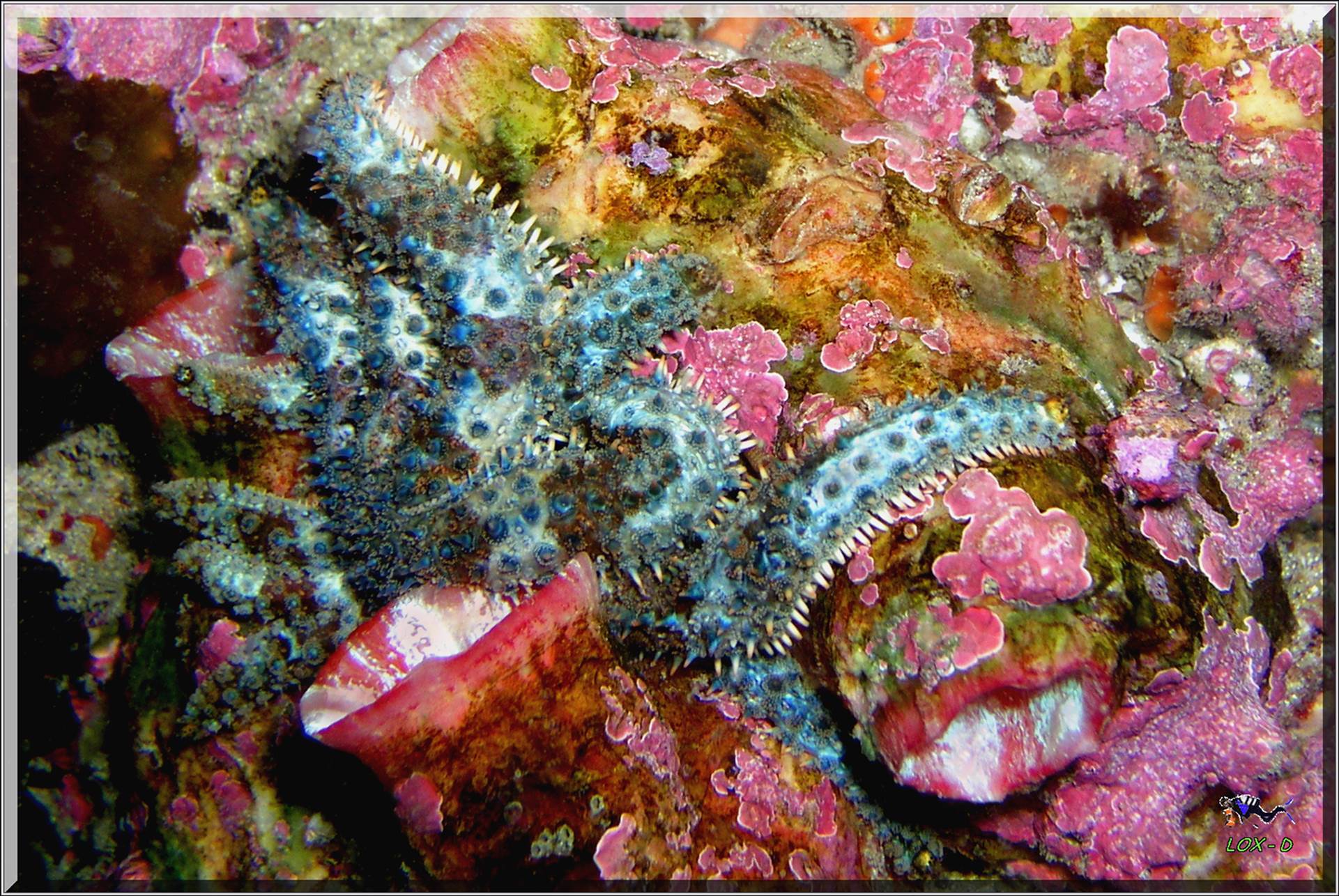 LoxPix Sub-Aqua Image