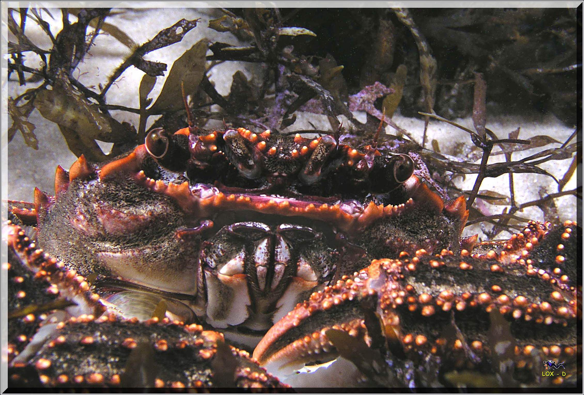 LoxPix Sub-Aqua Image