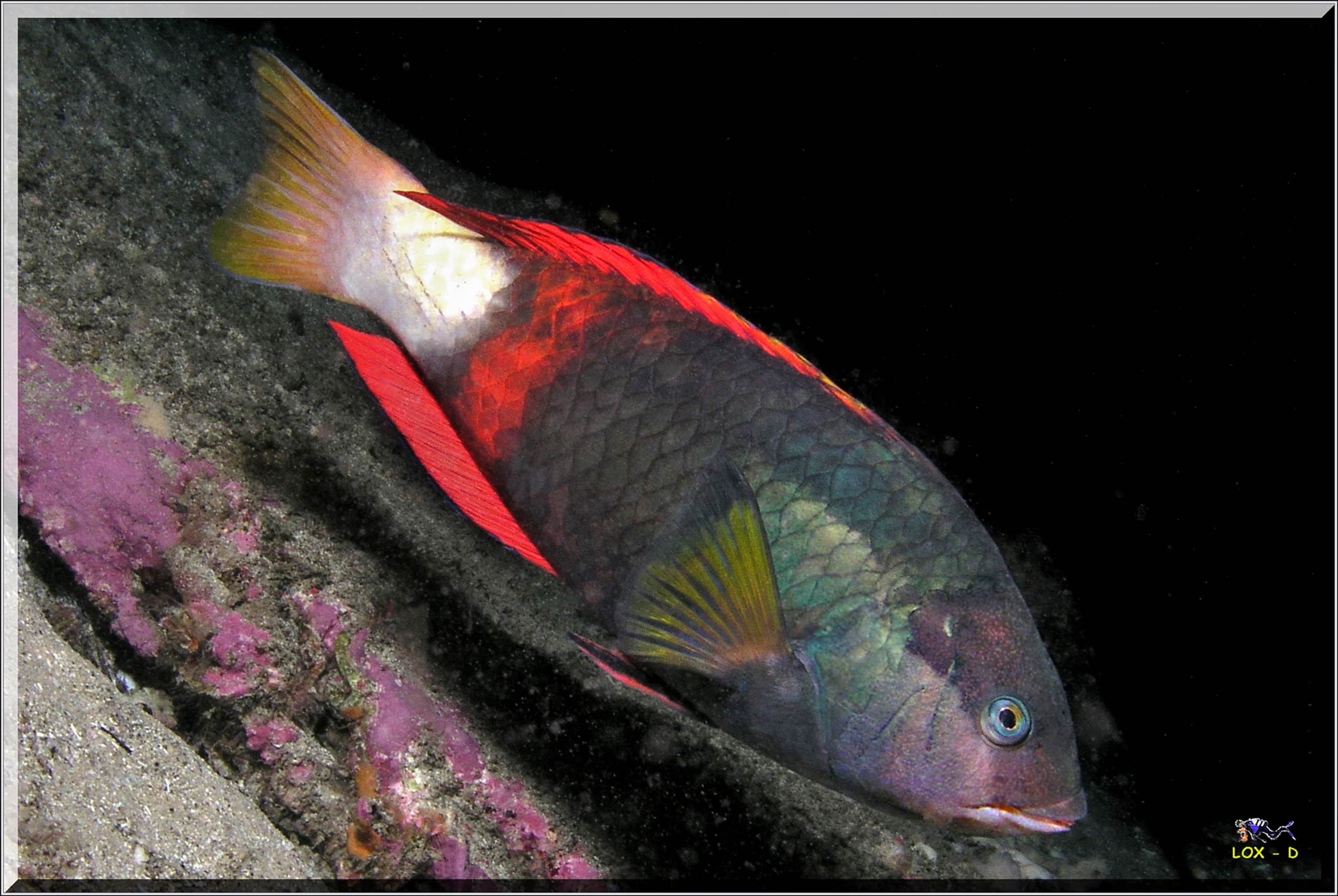 LoxPix Sub-Aqua Image