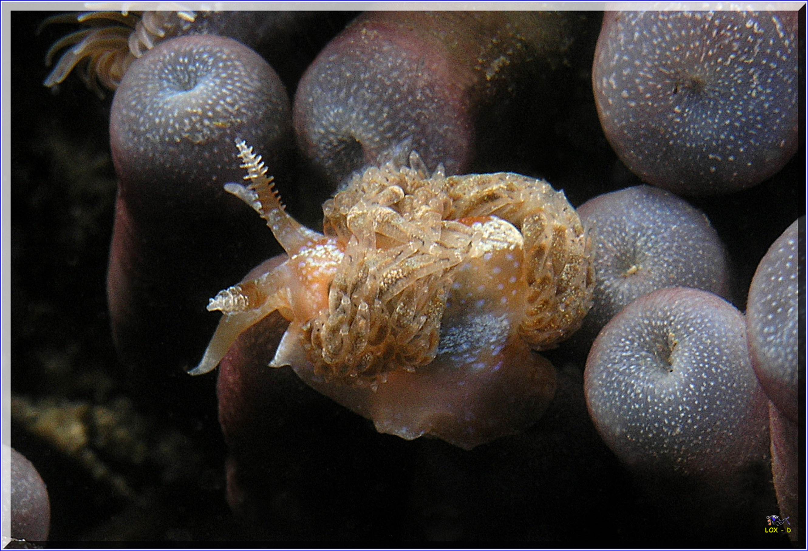 LoxPix Sub-Aqua Image