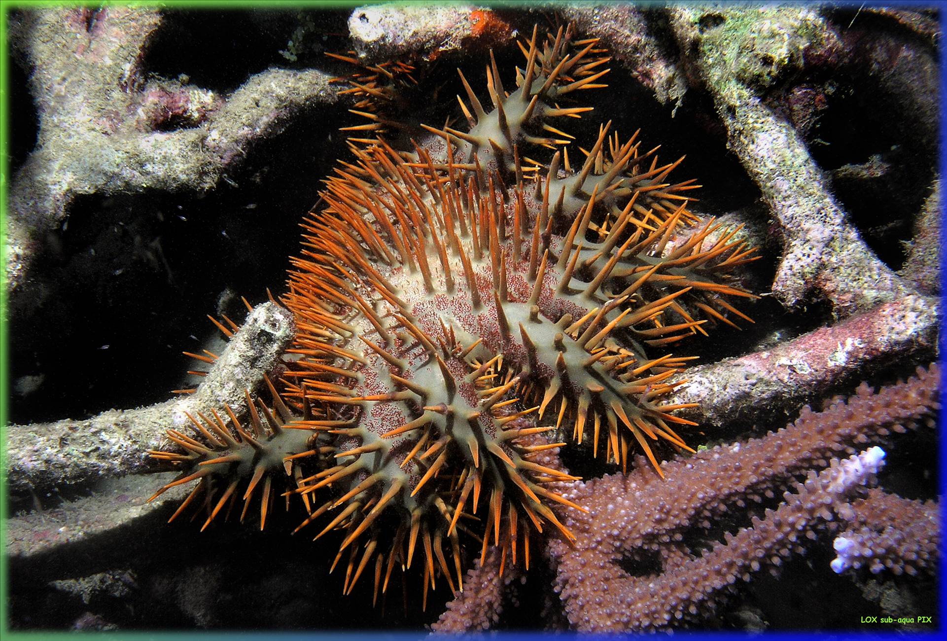 LoxPix Sub-Aqua Image