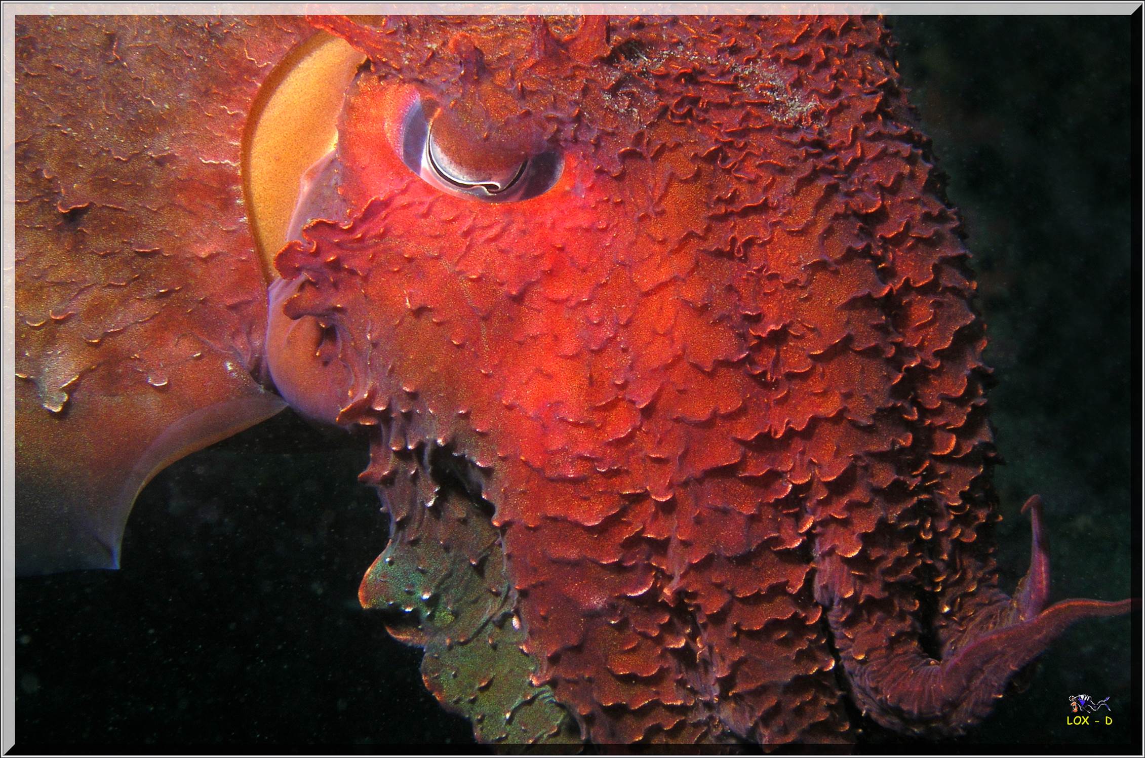 LoxPix Sub-Aqua Image