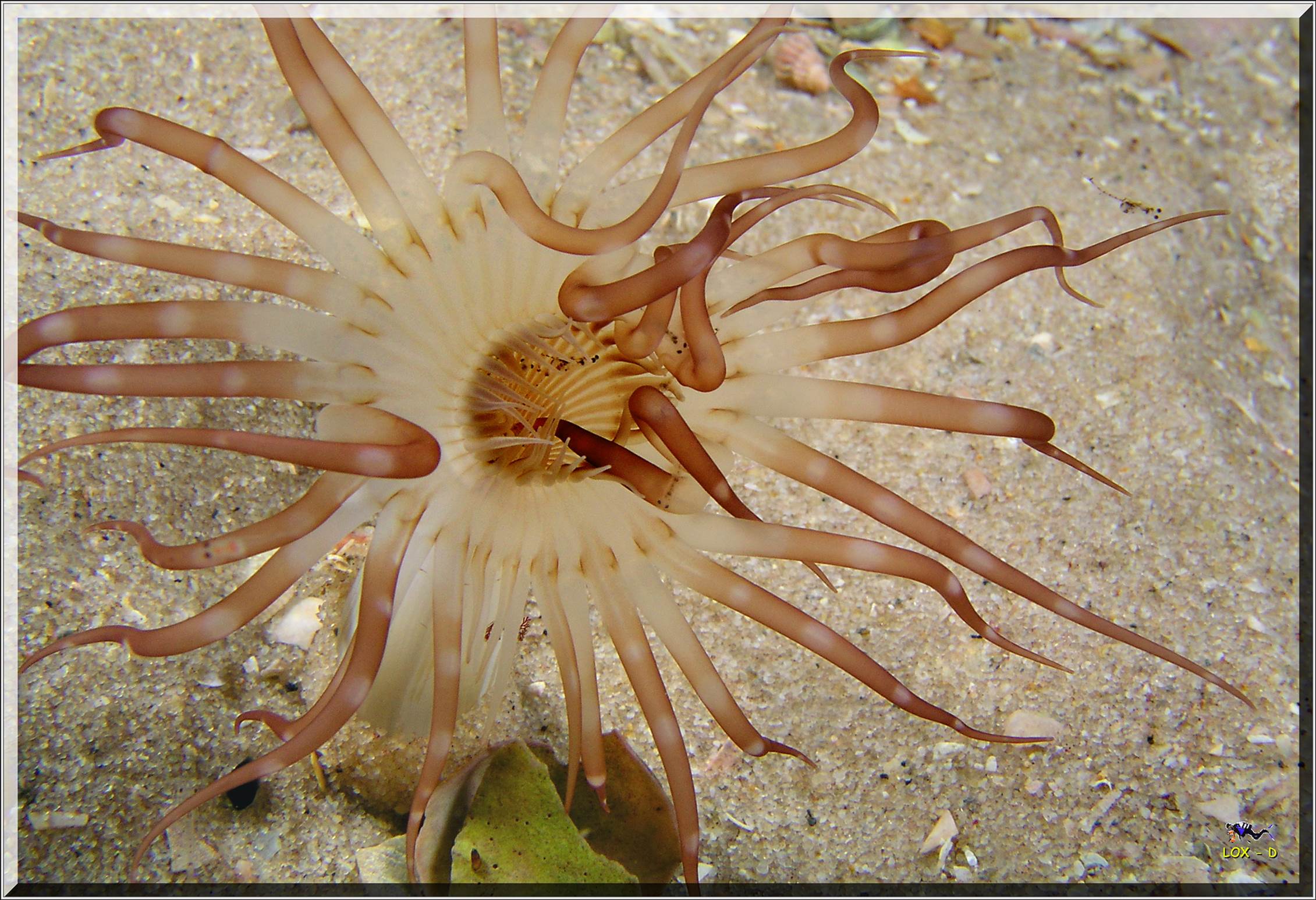 LoxPix Sub-Aqua Image