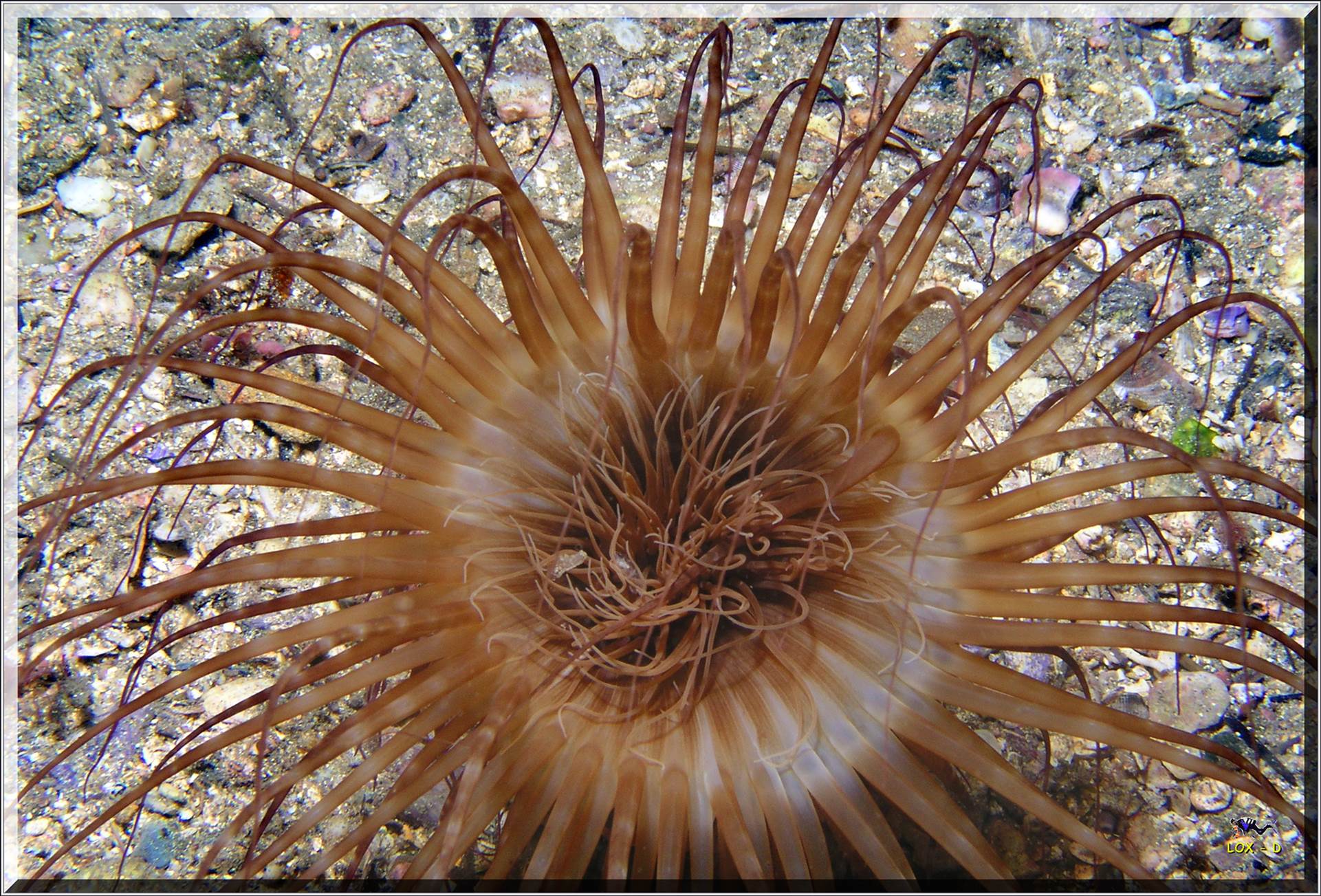 LoxPix Sub-Aqua Image