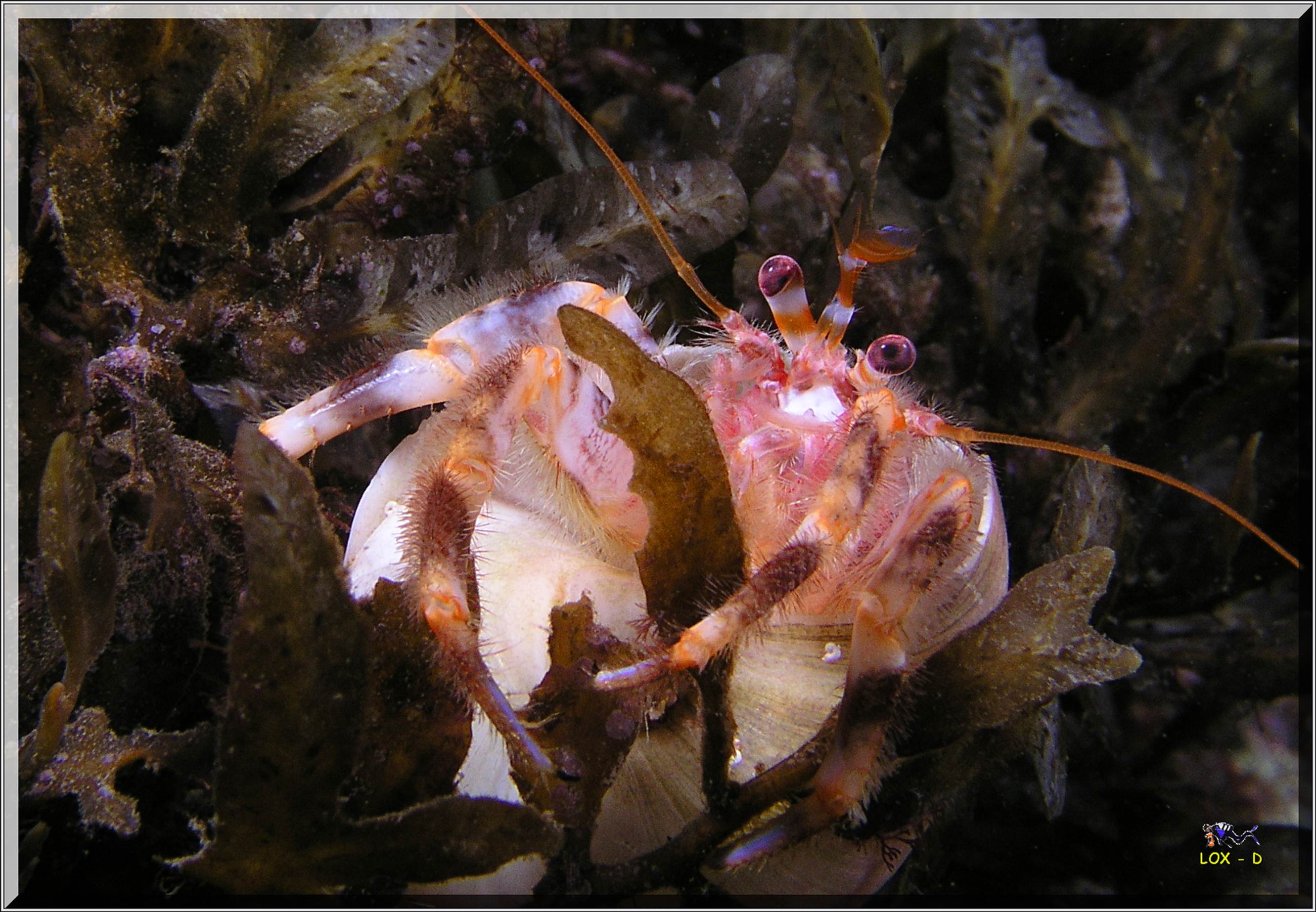 LoxPix Sub-Aqua Image