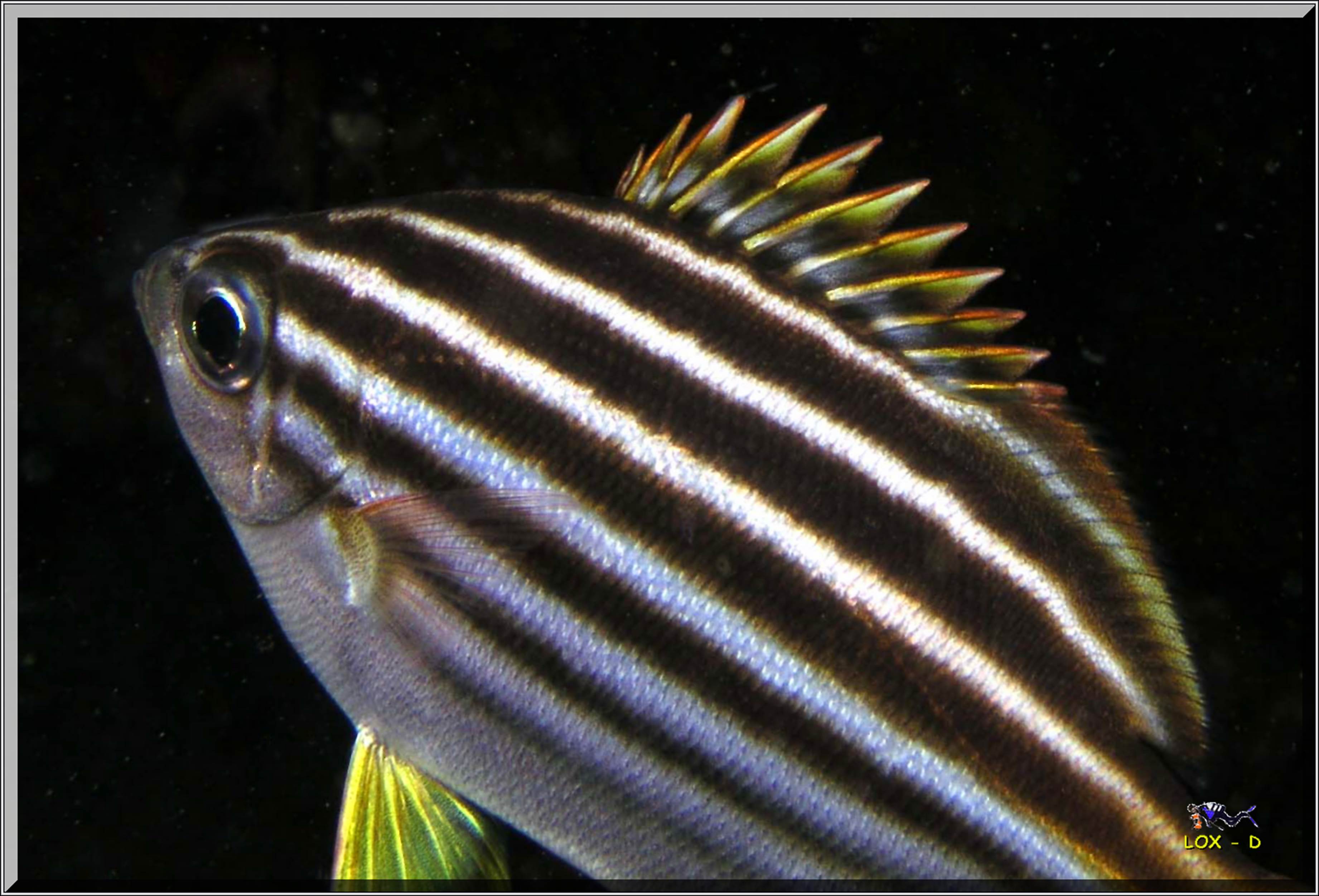 LoxPix Sub-Aqua Image