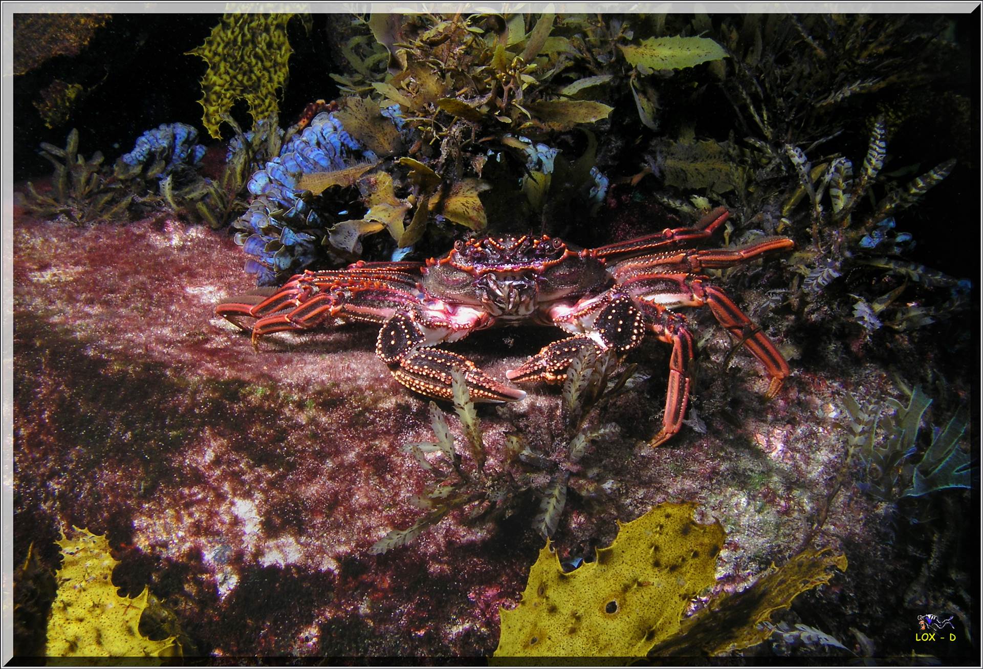 LoxPix Sub-Aqua Image