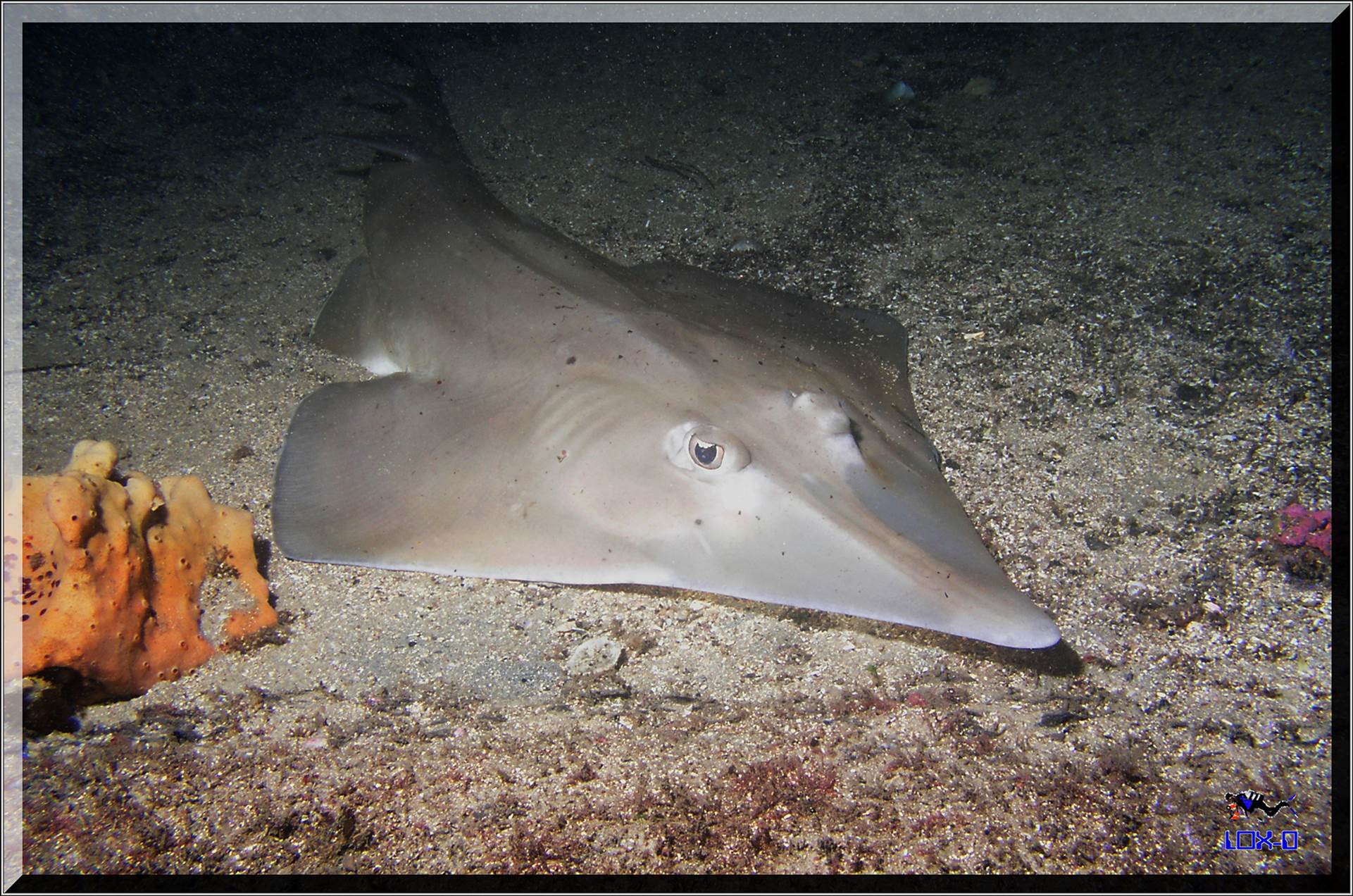 LoxPix Sub-Aqua Image