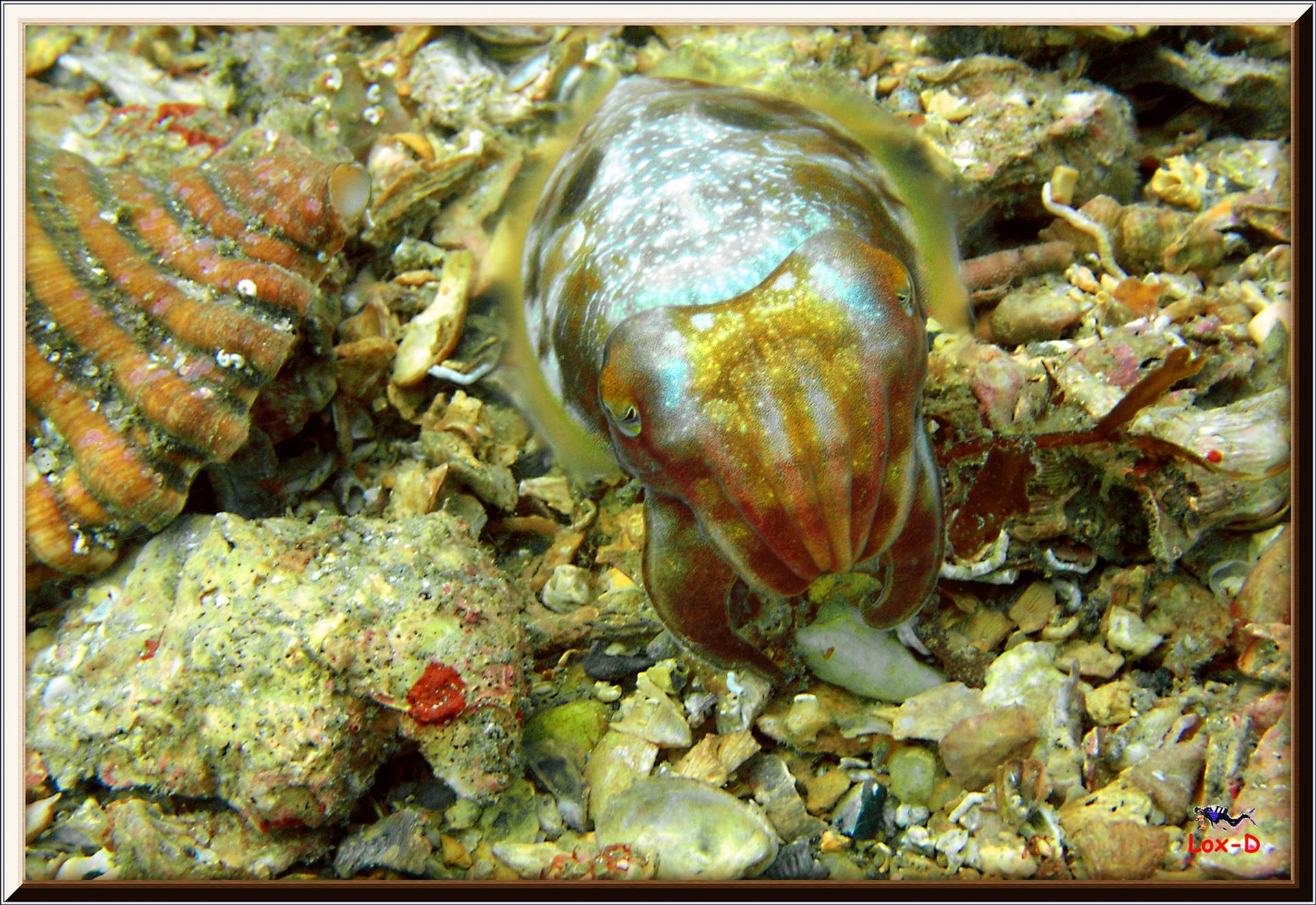 LoxPix Sub-Aqua Image