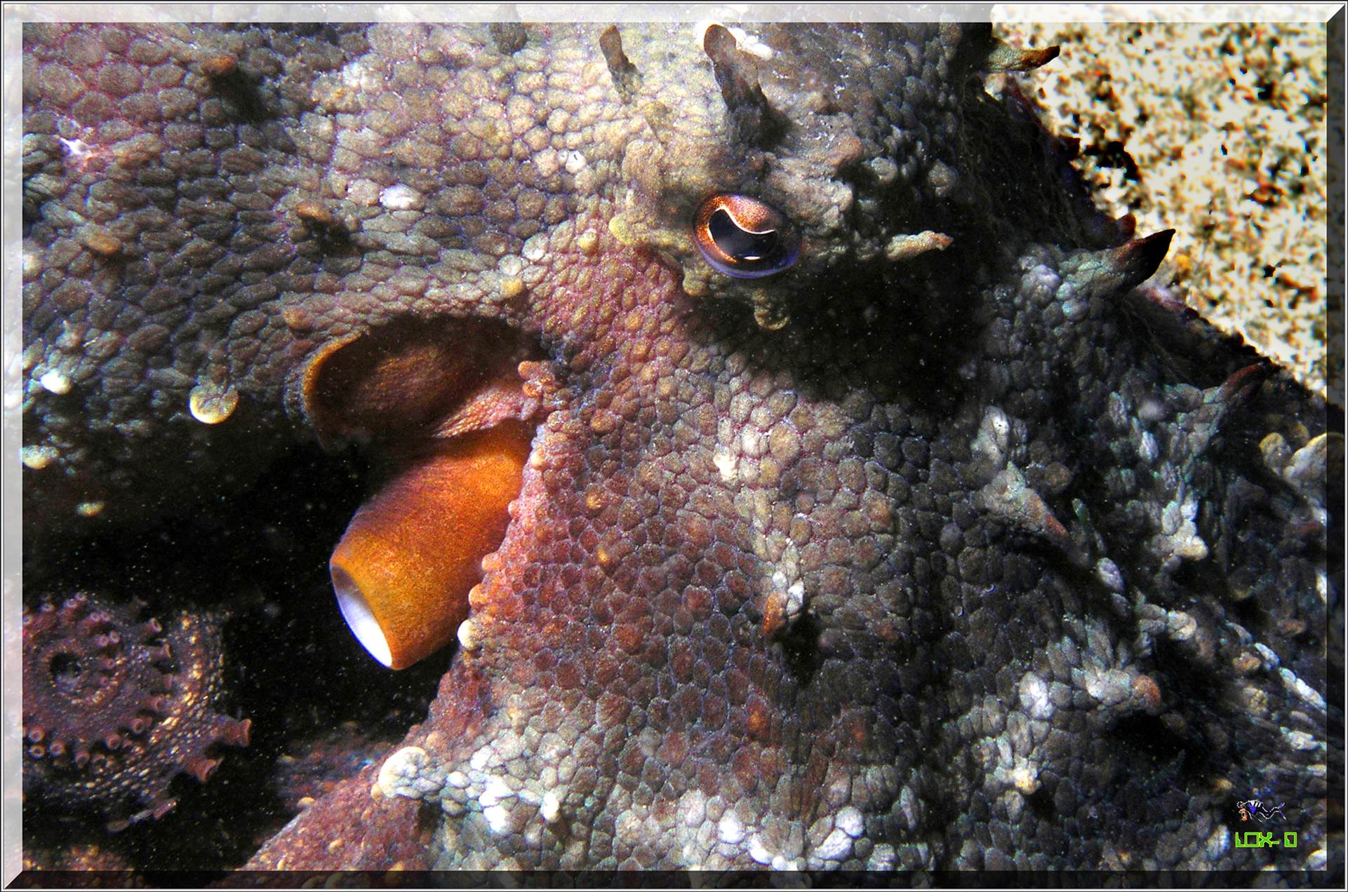 LoxPix Sub-Aqua Image