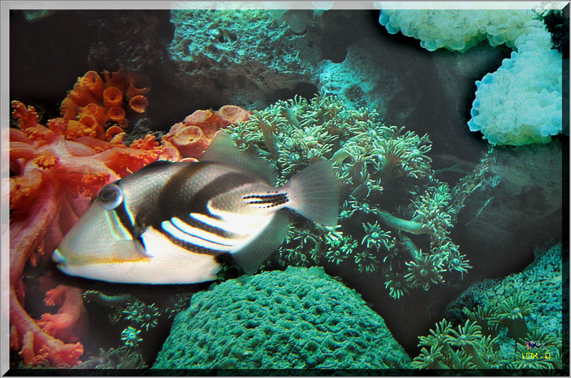 LoxPix Sub-Aqua Image