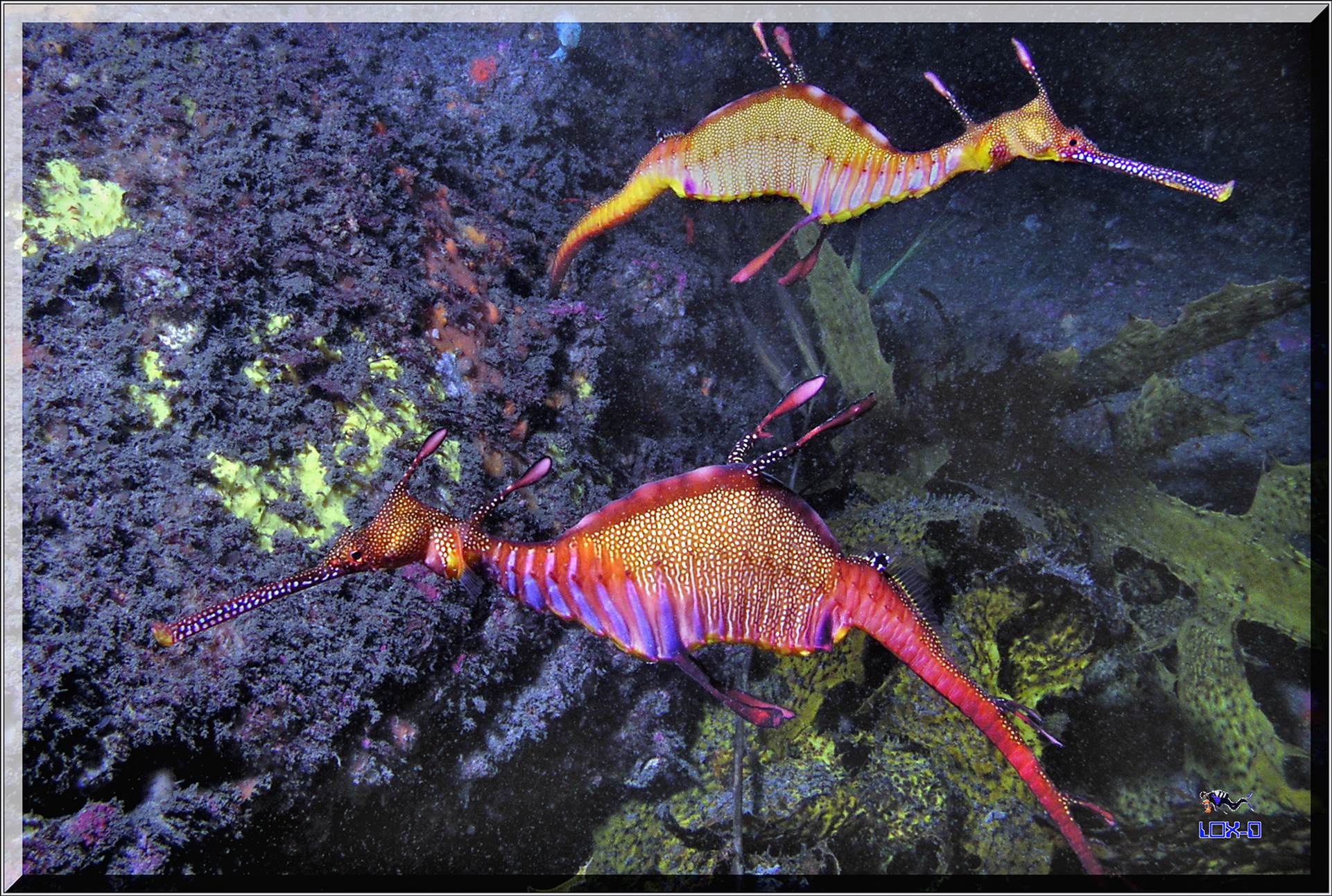 LoxPix Sub-Aqua Image