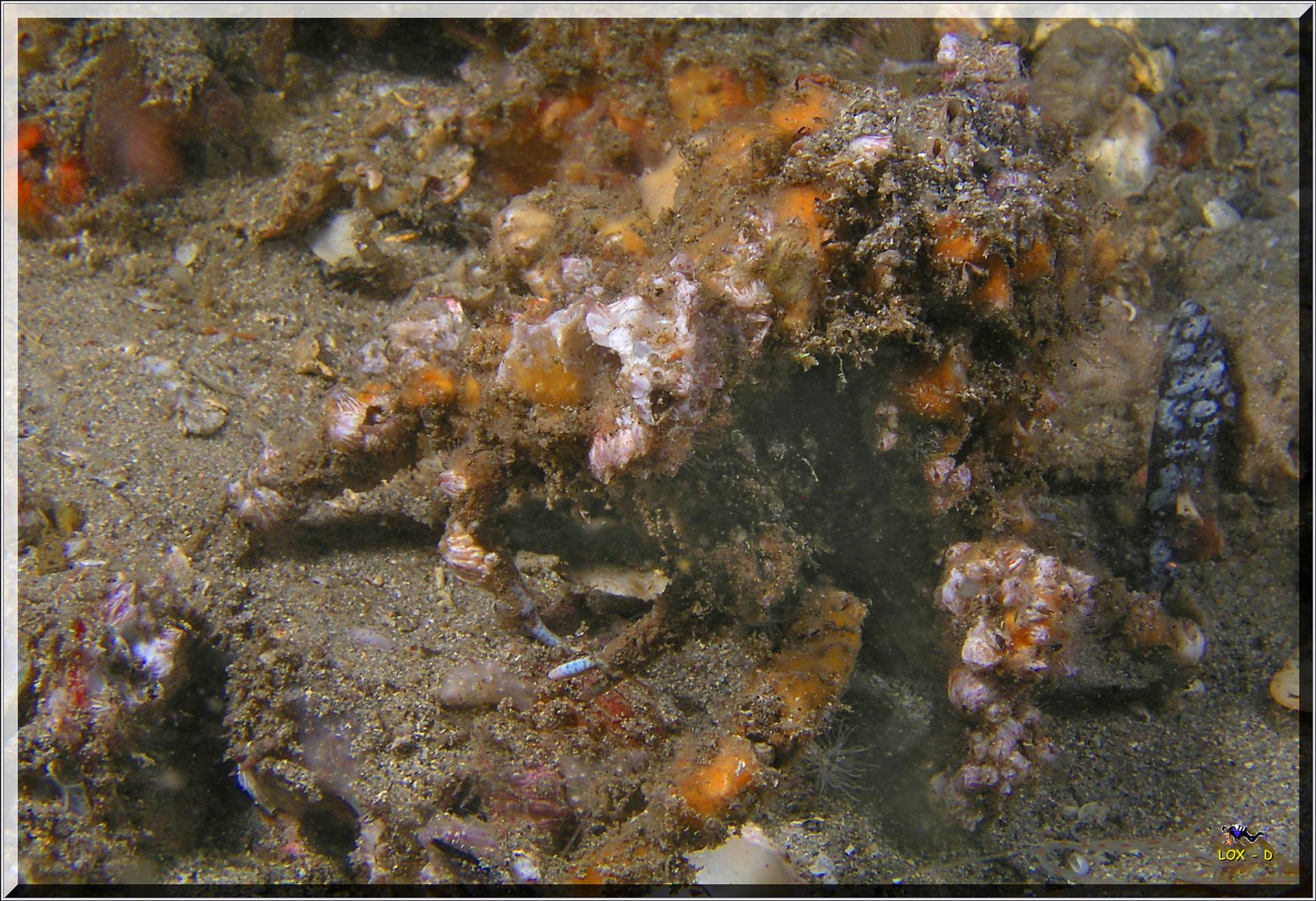 LoxPix Sub-Aqua Image