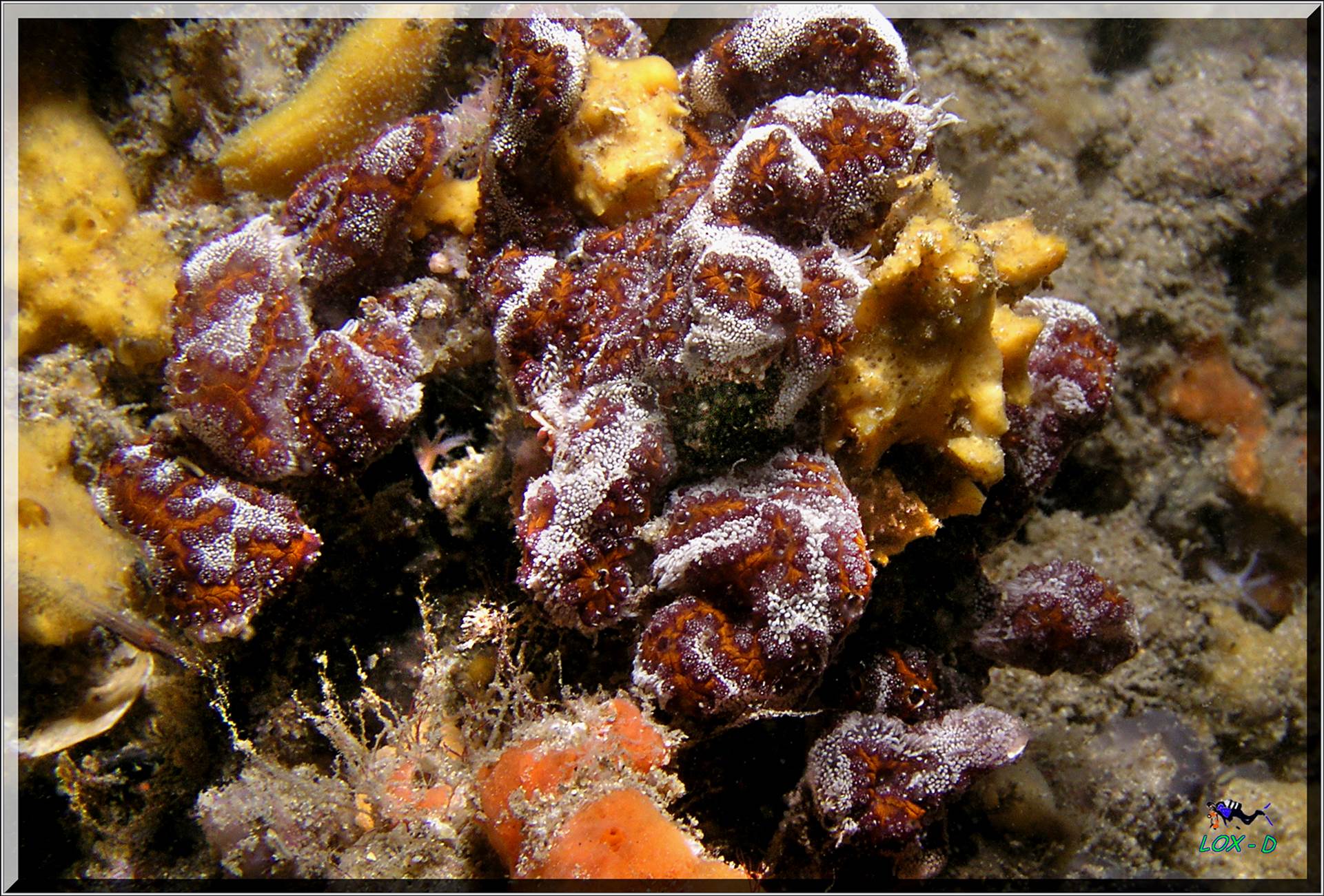 LoxPix Sub-Aqua Image