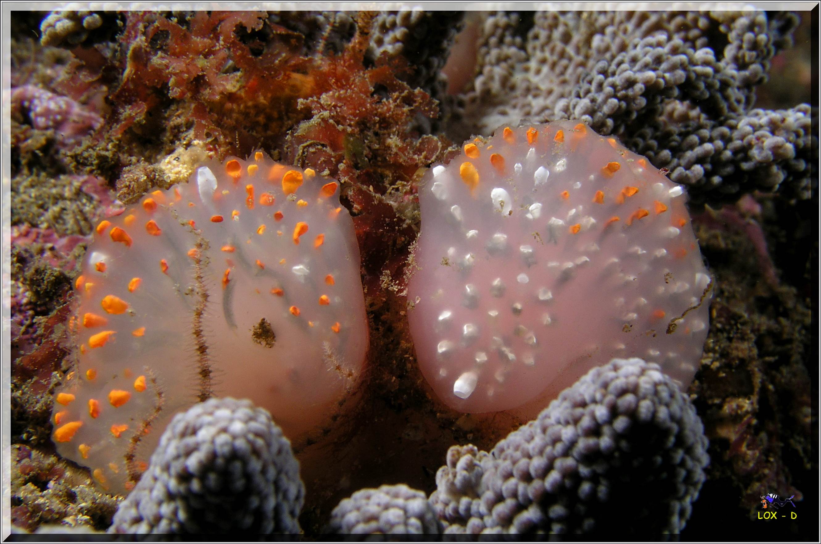 LoxPix Sub-Aqua Image