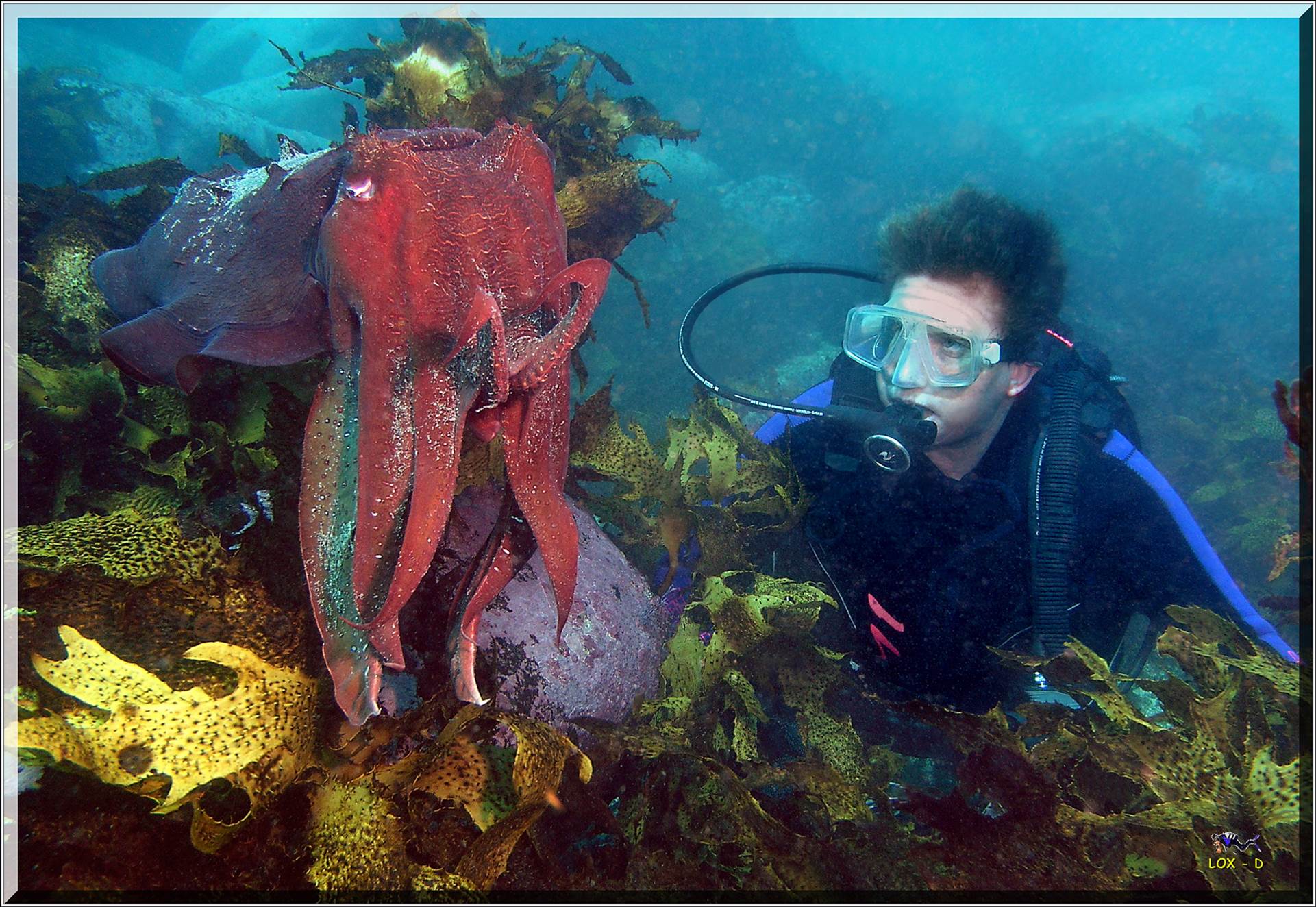 LoxPix Sub-Aqua Image