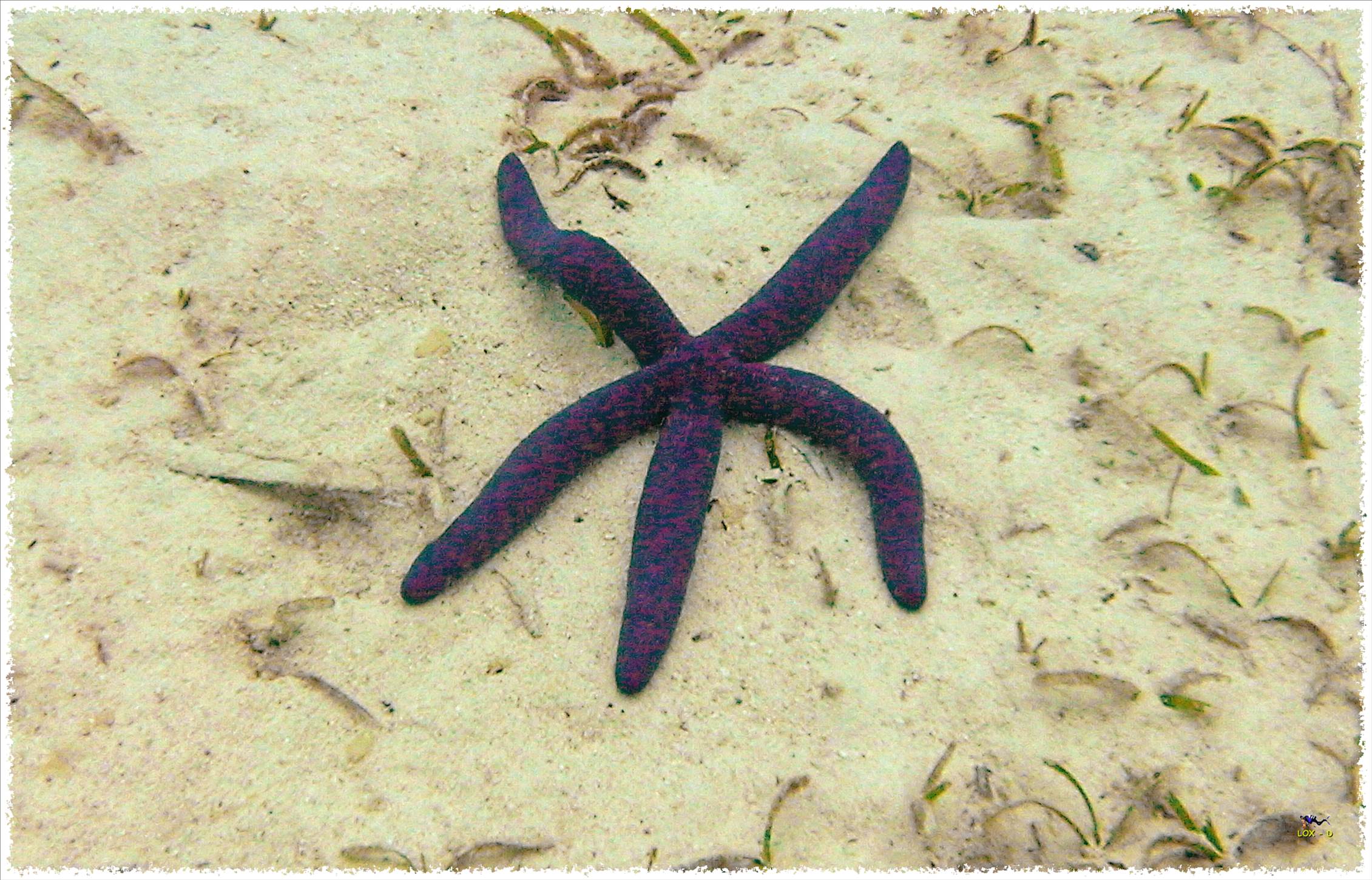 LoxPix Sub-Aqua Image